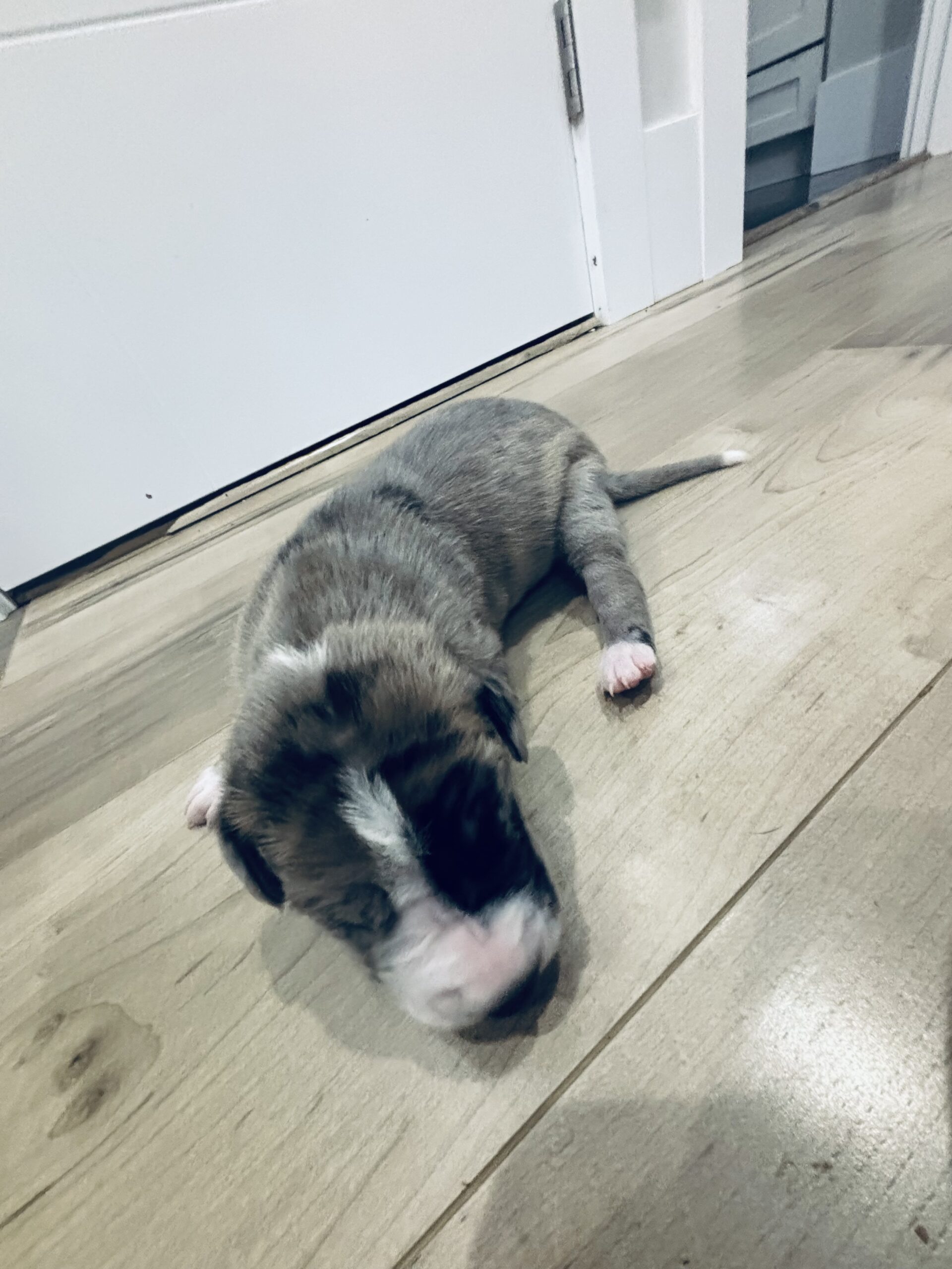 Puppies for sale