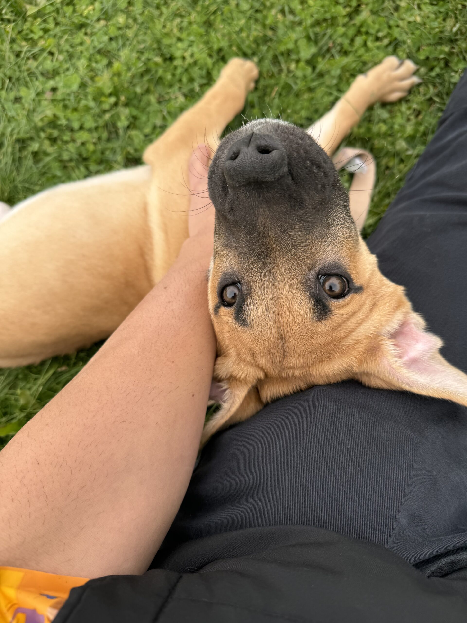 Puppies for sale