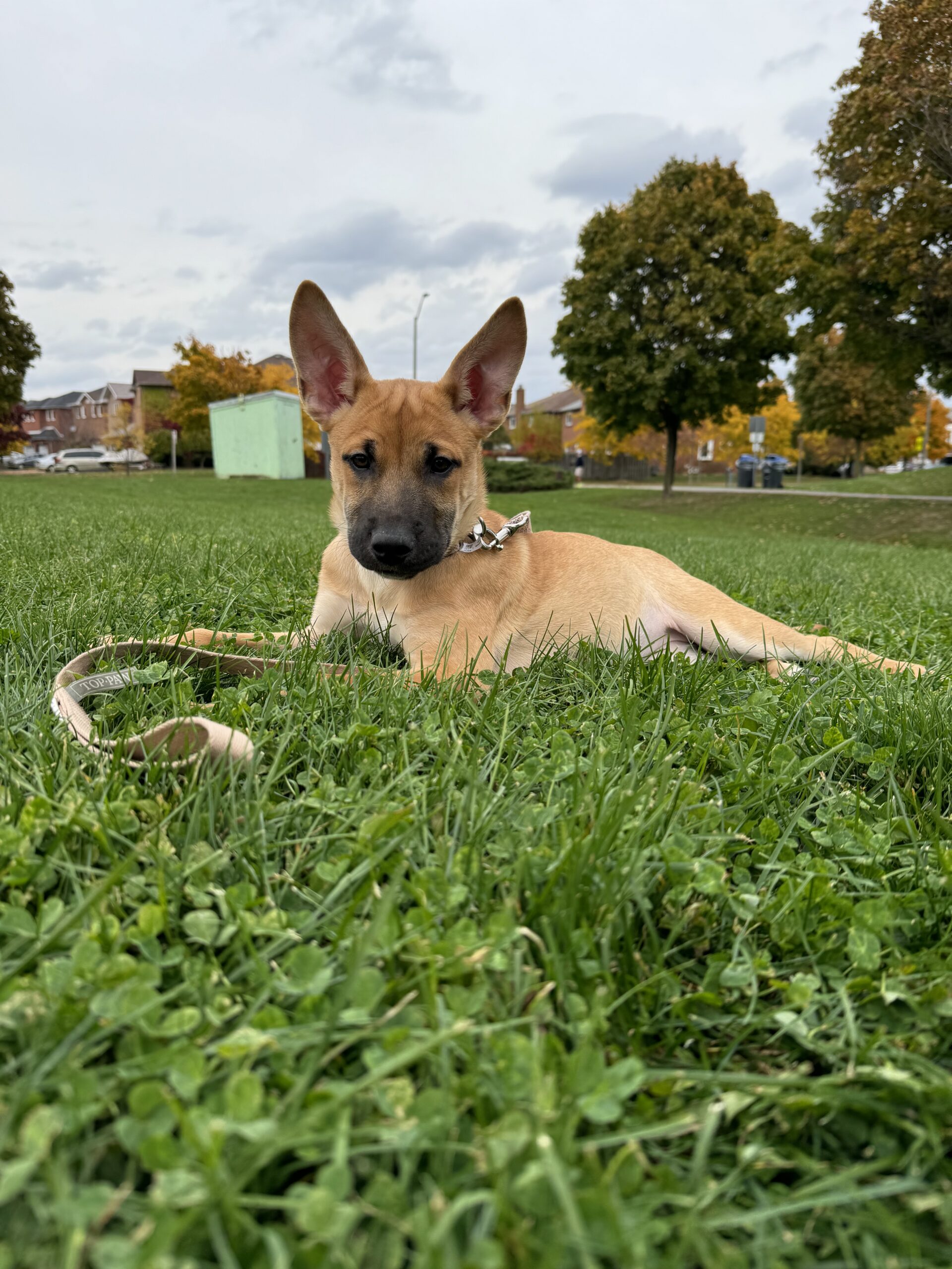 Puppies for sale