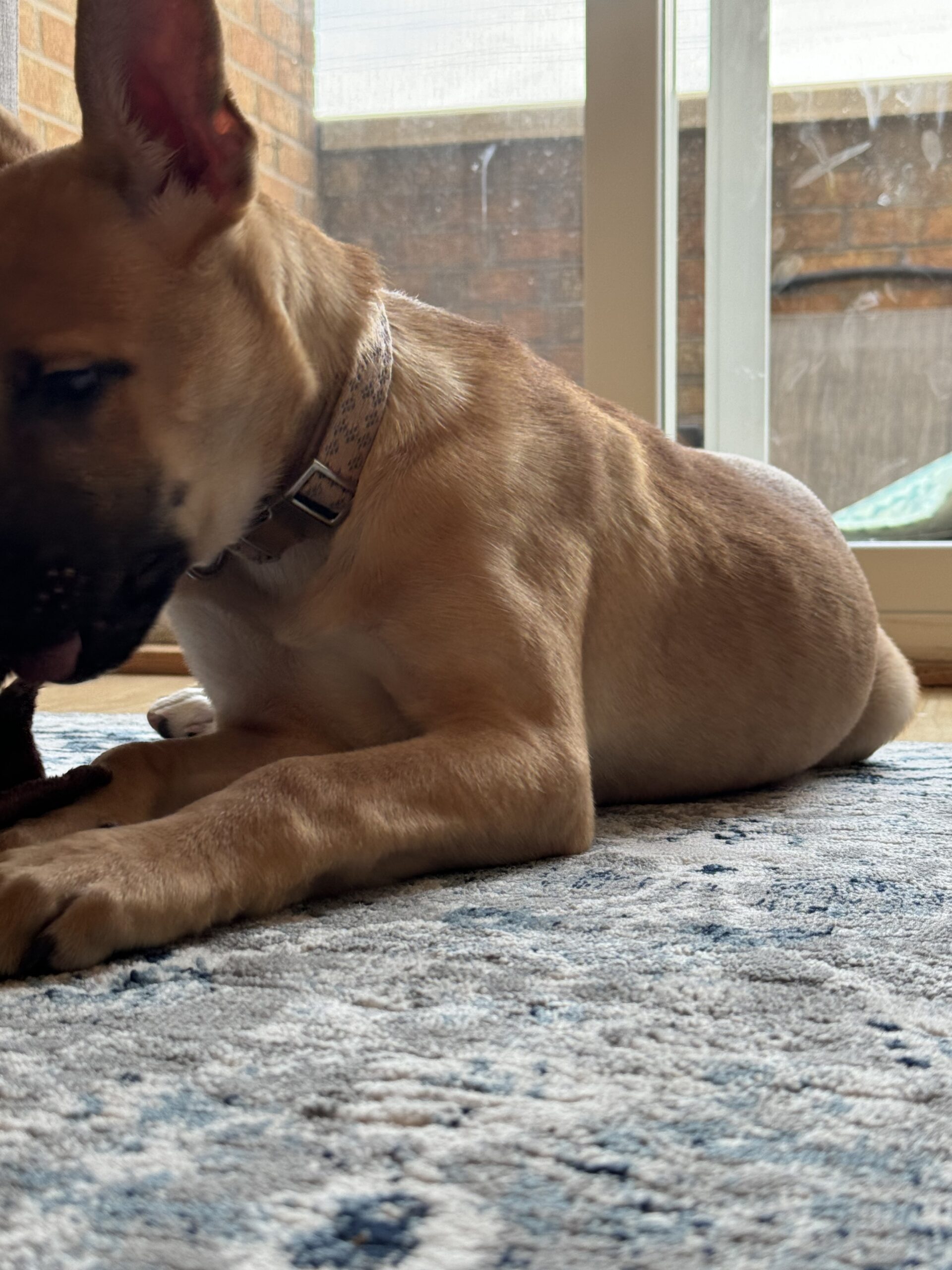 Puppies for sale