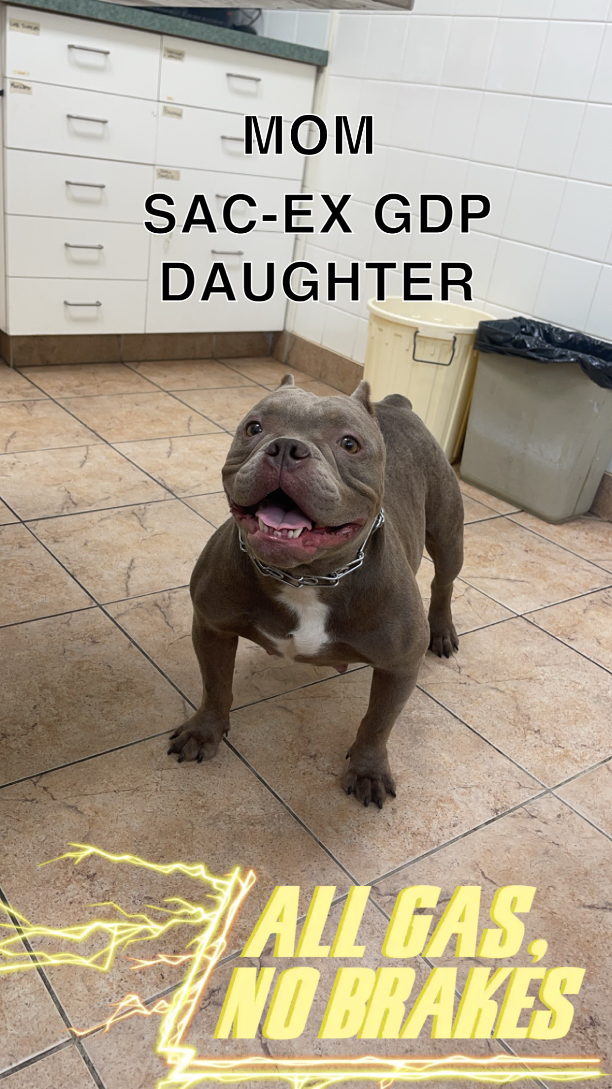 Puppies for sale