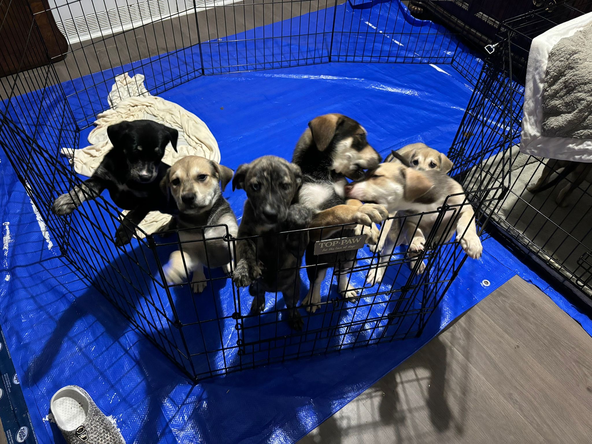 Puppies for sale