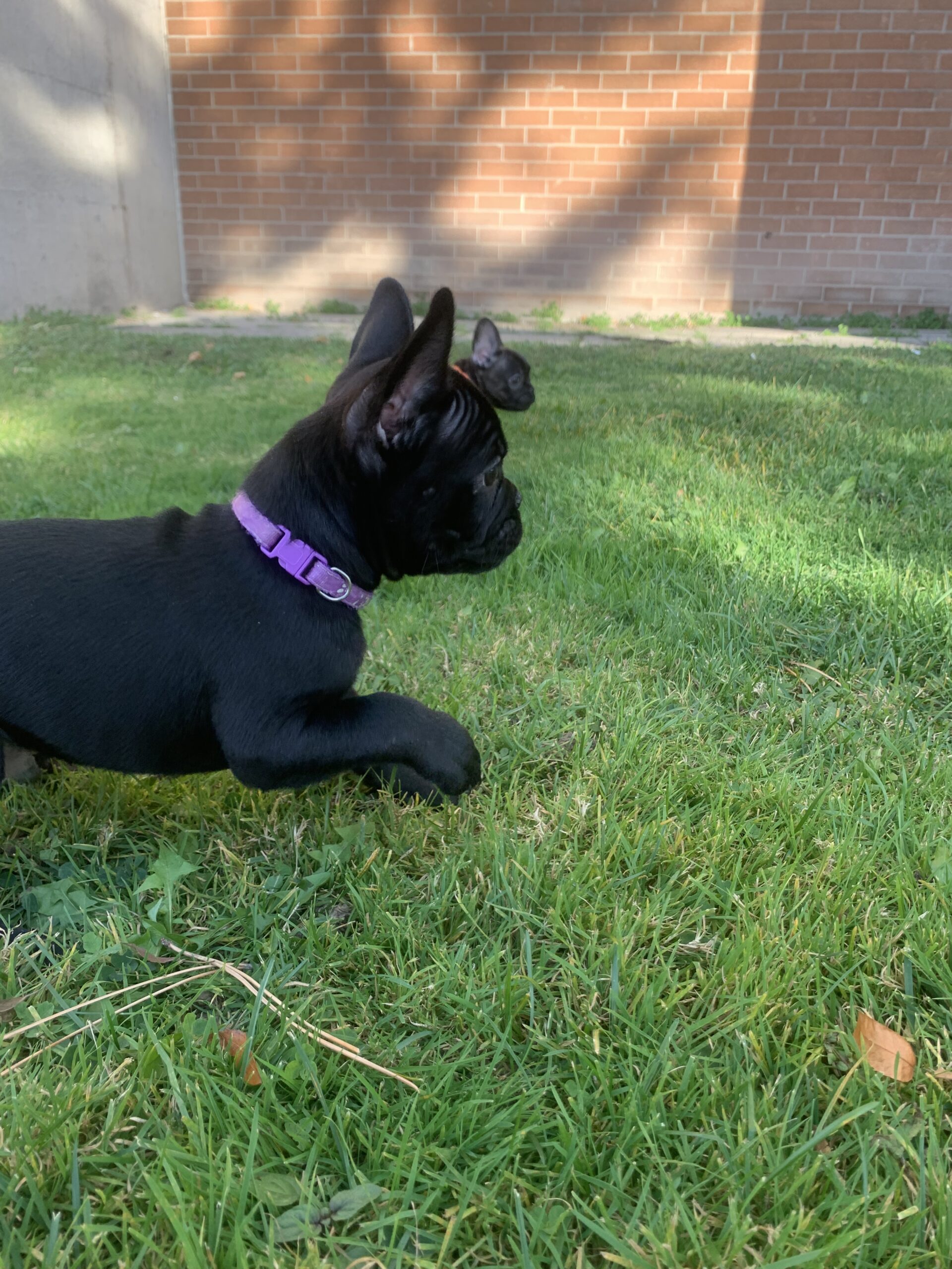 Puppies for sale