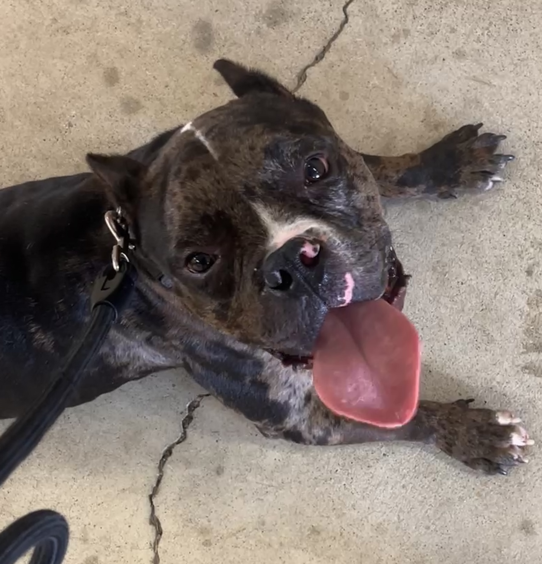 Puppies for sale