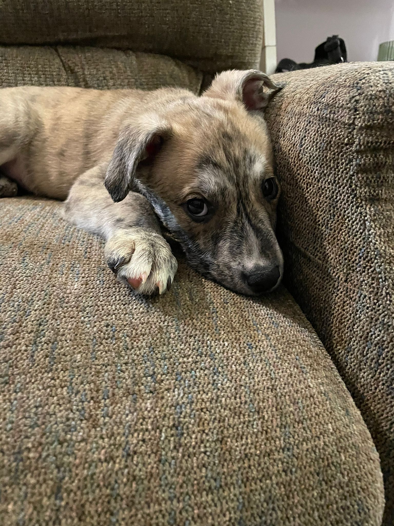 Puppies for sale