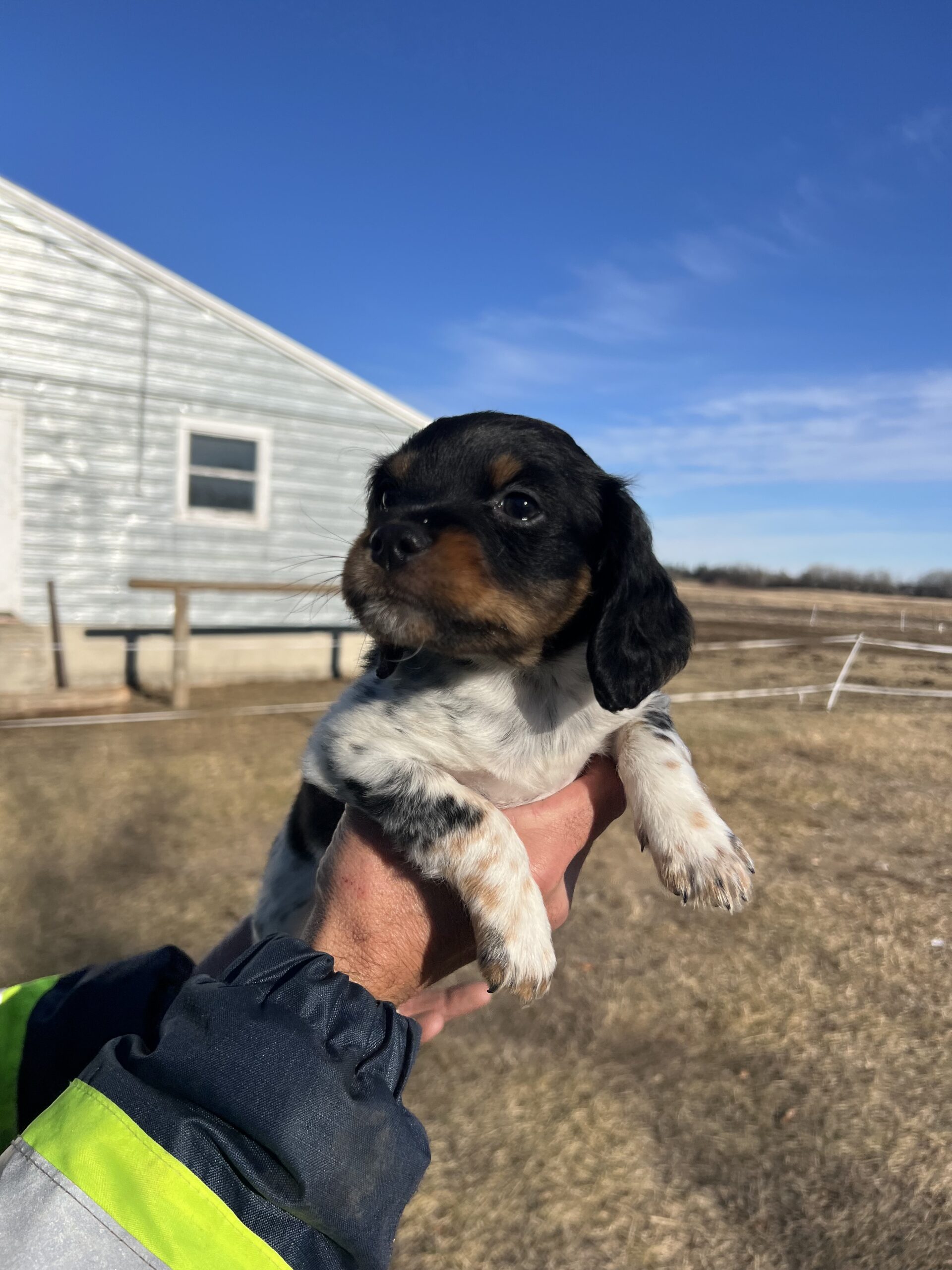 Tricolour Female French Brittany Spaniel Puppy