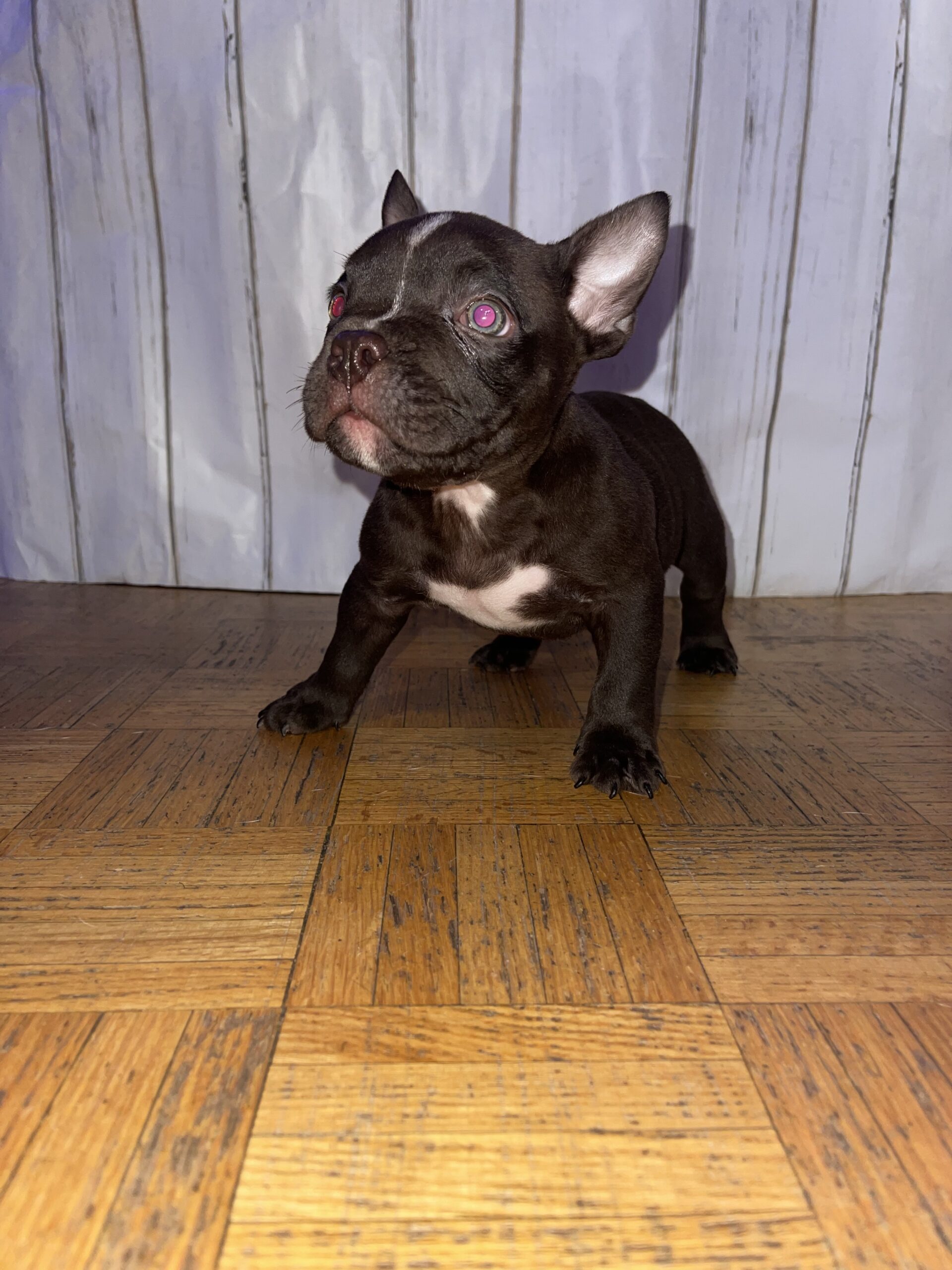 Puppies for sale