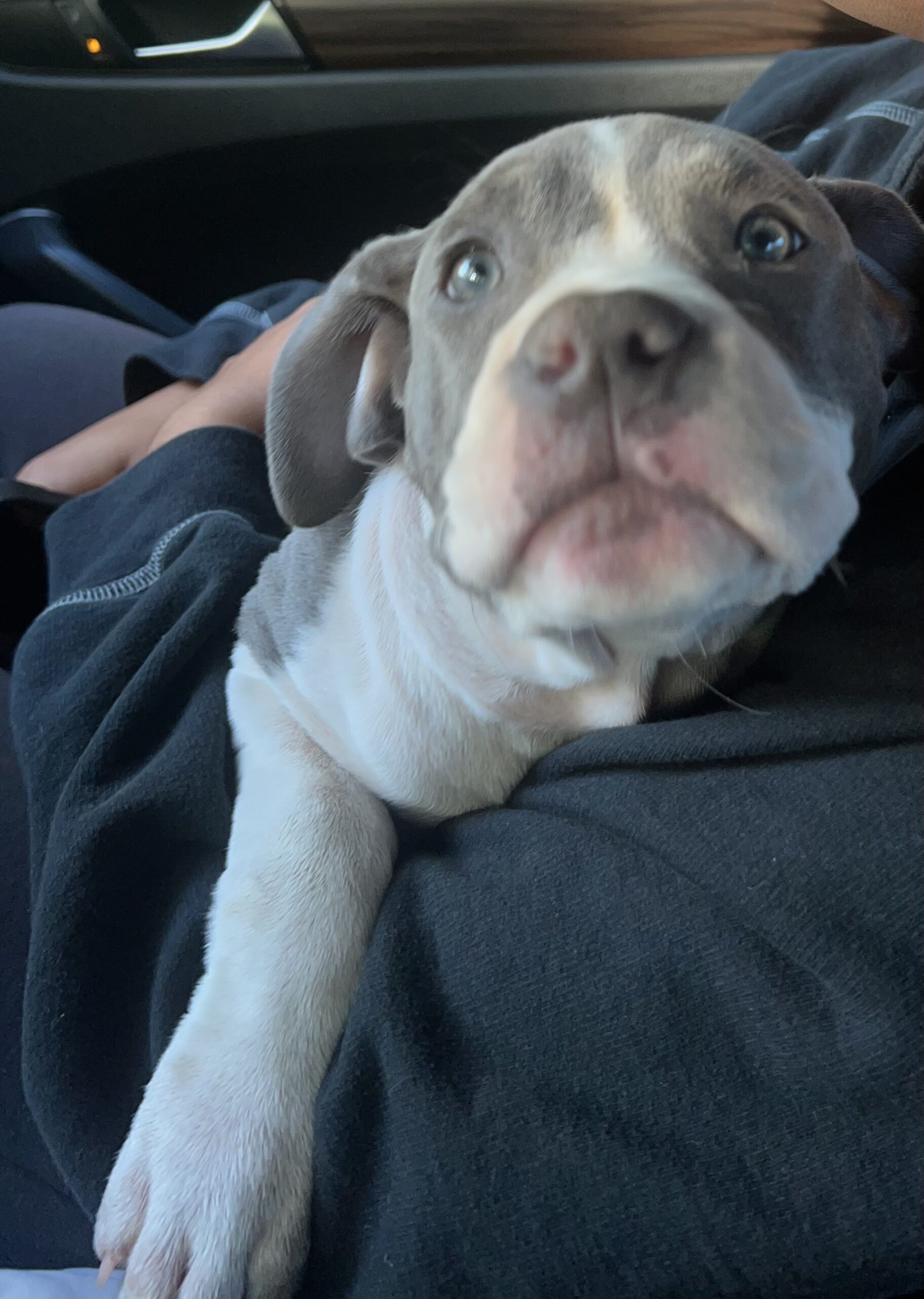 Puppies for sale