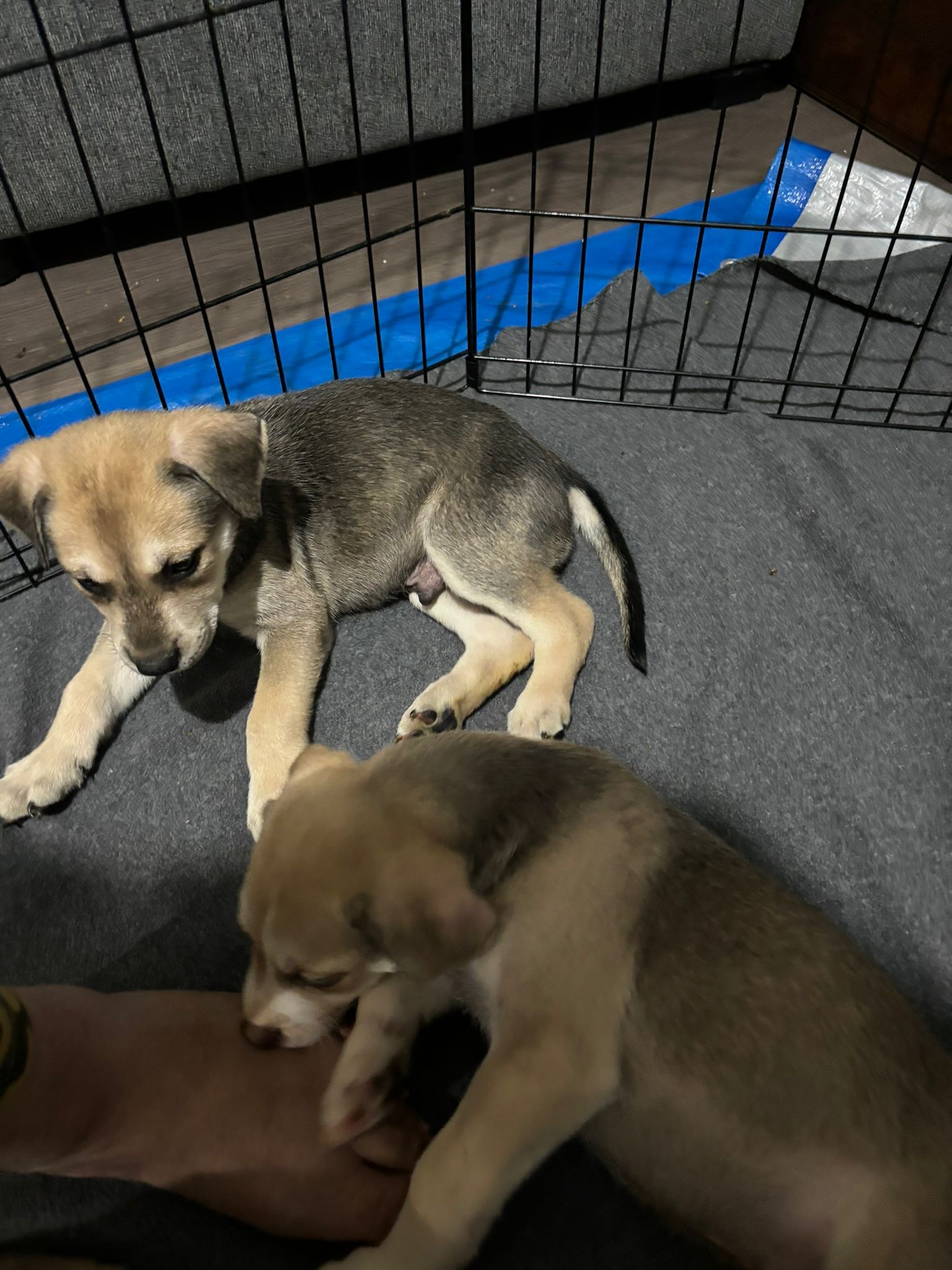 Puppies for sale