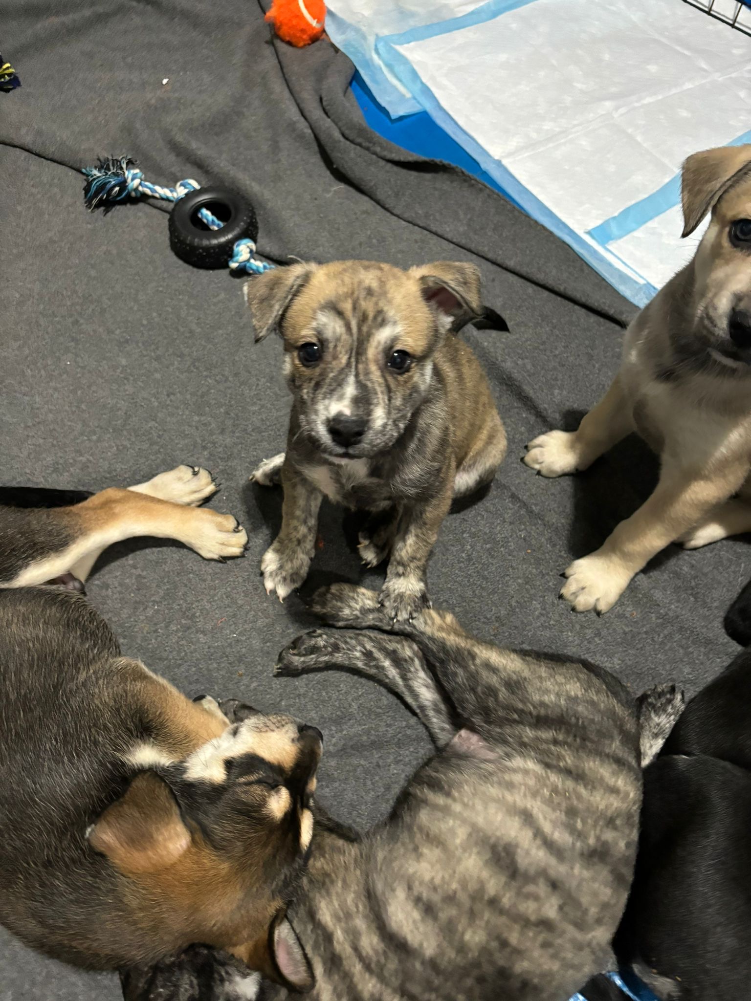 Puppies for sale
