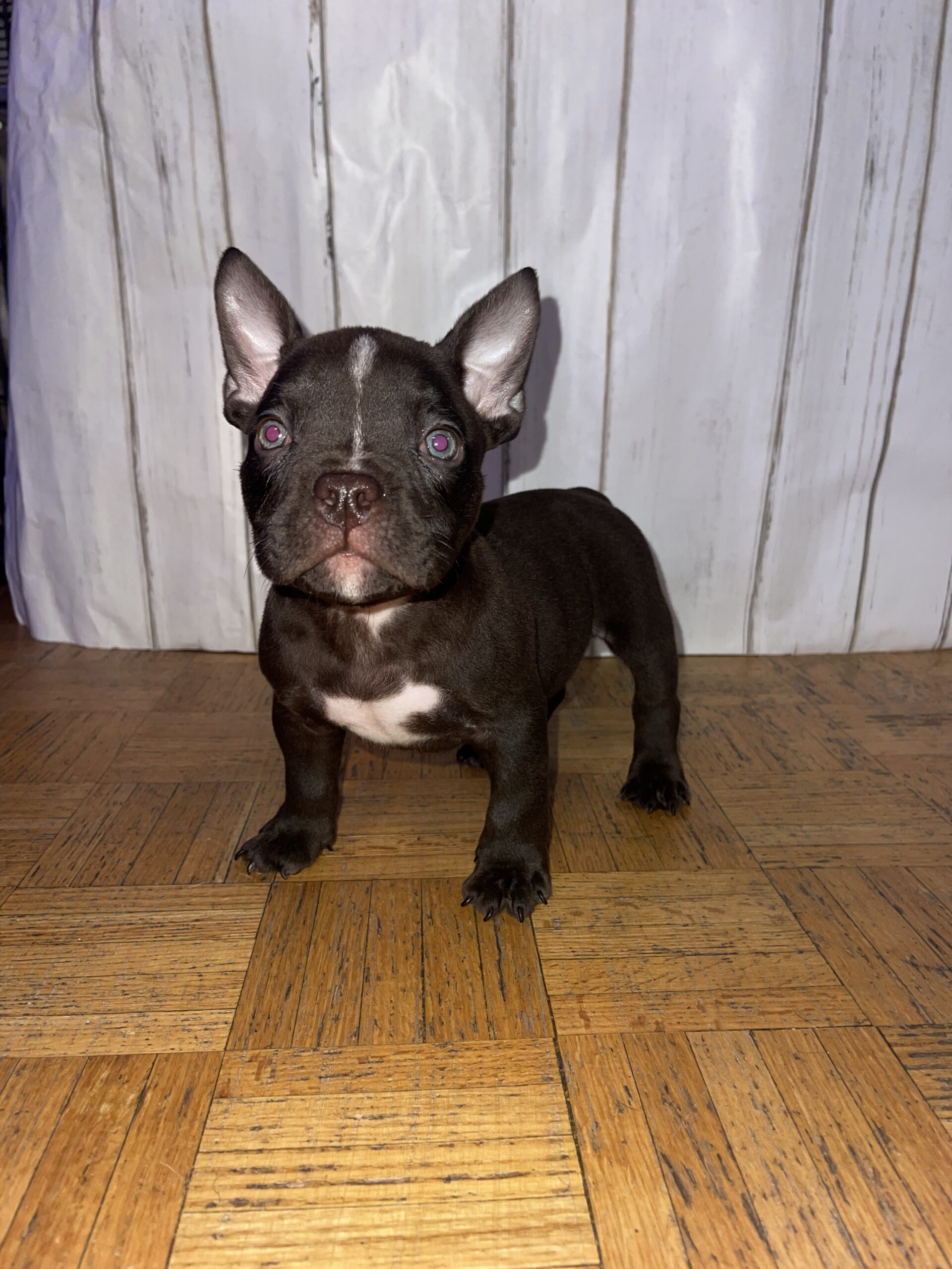 Puppies for sale