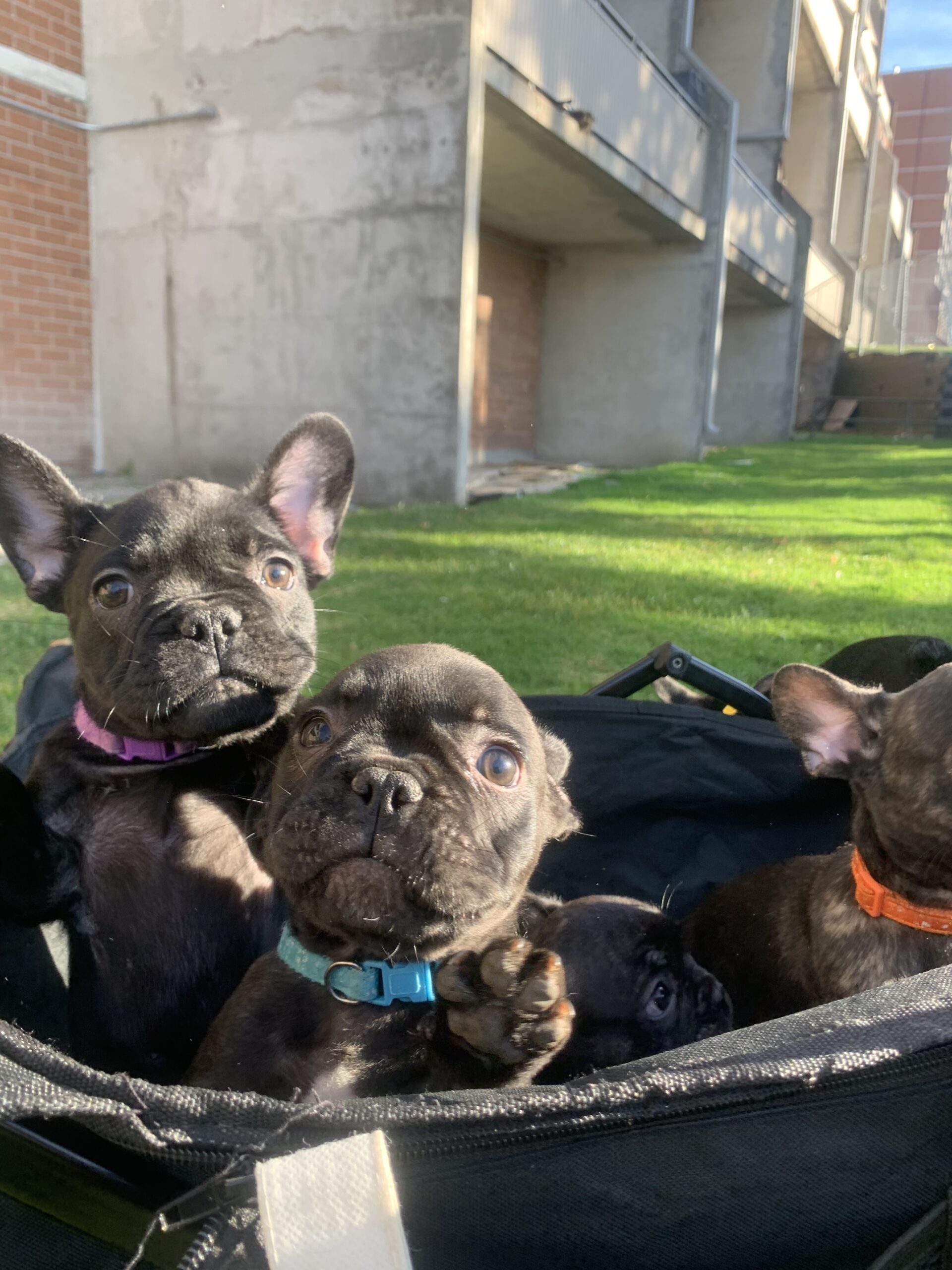Puppies for sale