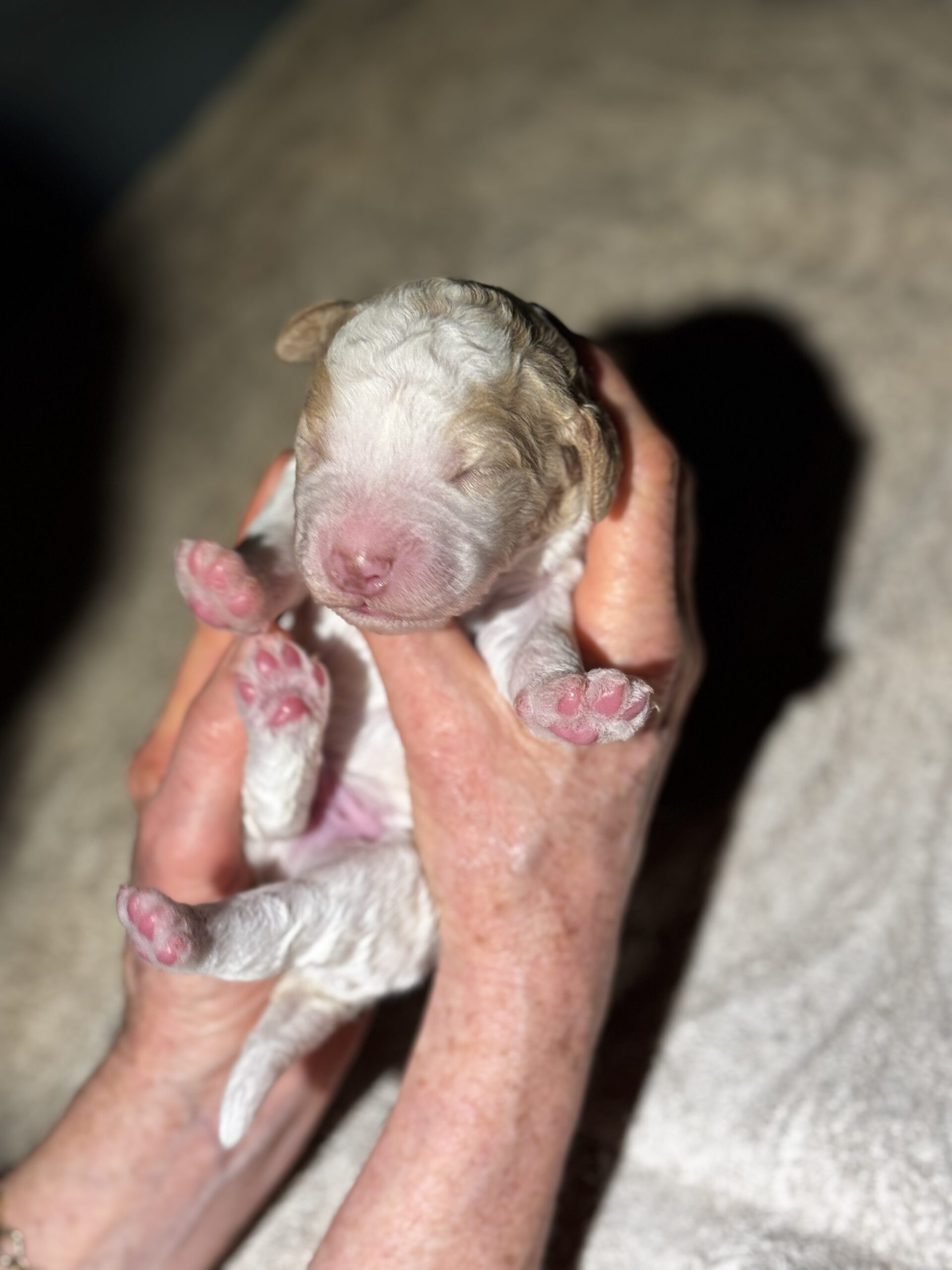 Puppies for sale
