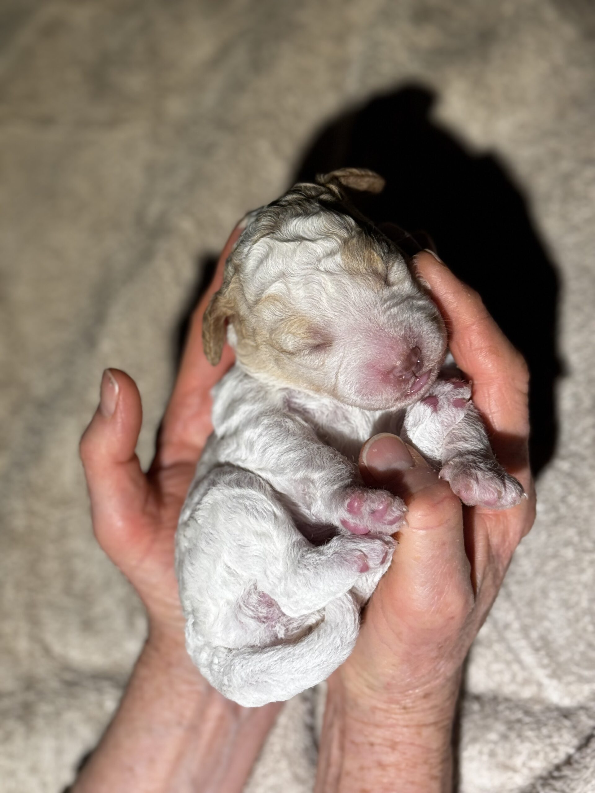 Puppies for sale