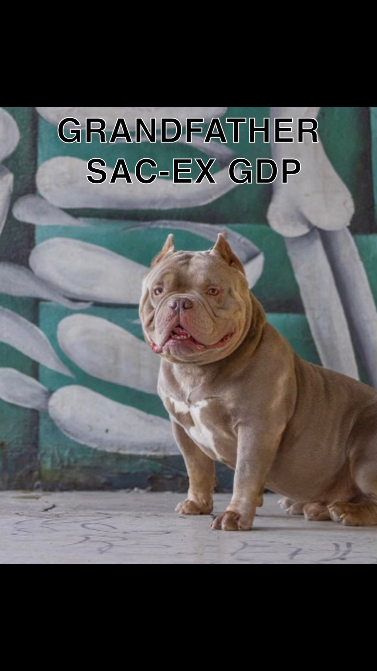 Puppies for sale