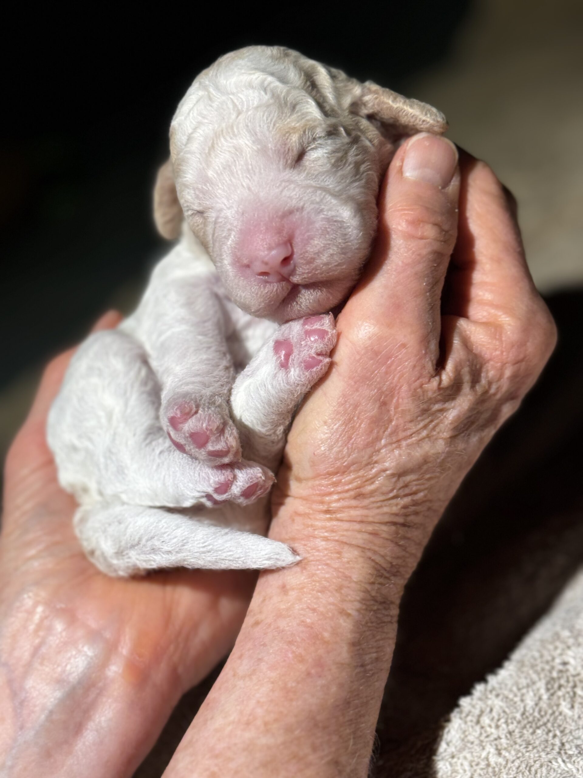Puppies for sale