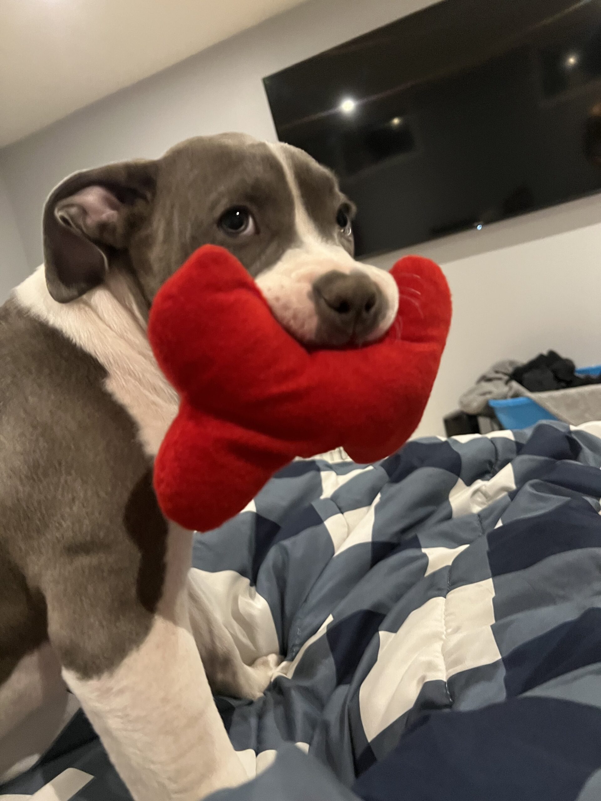 Puppies for sale