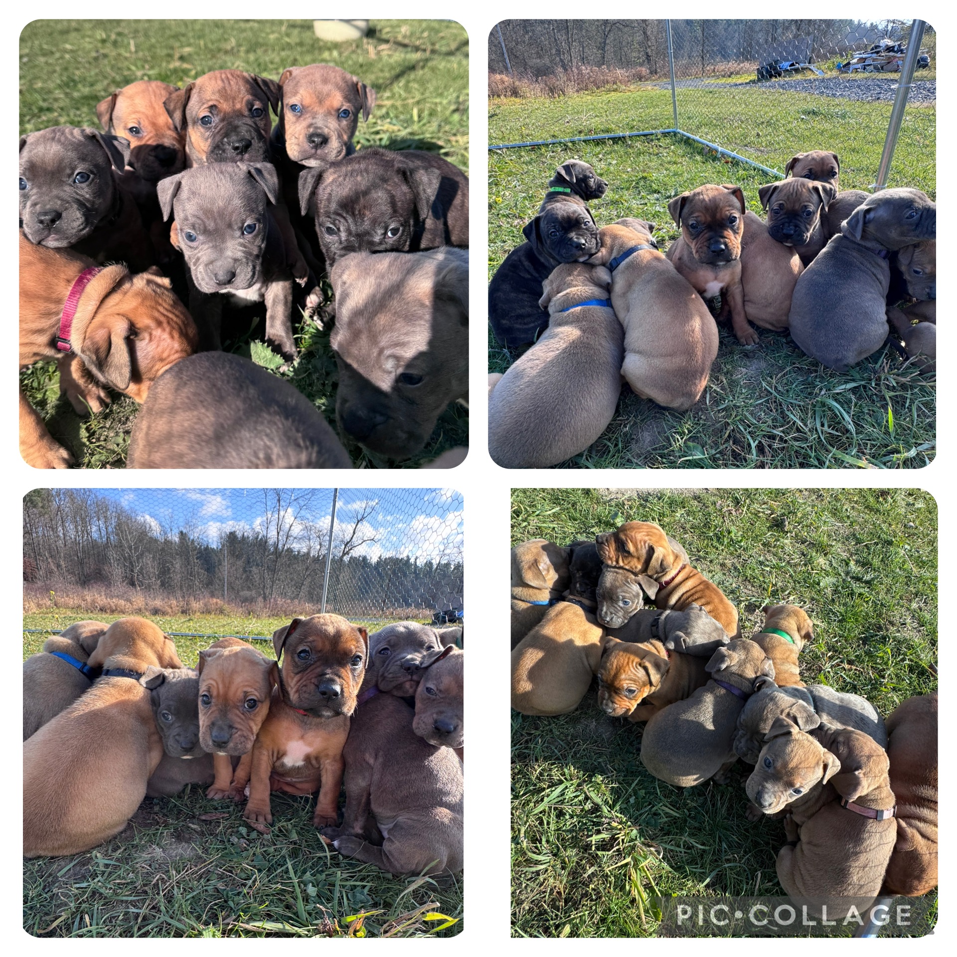 Puppies for sale