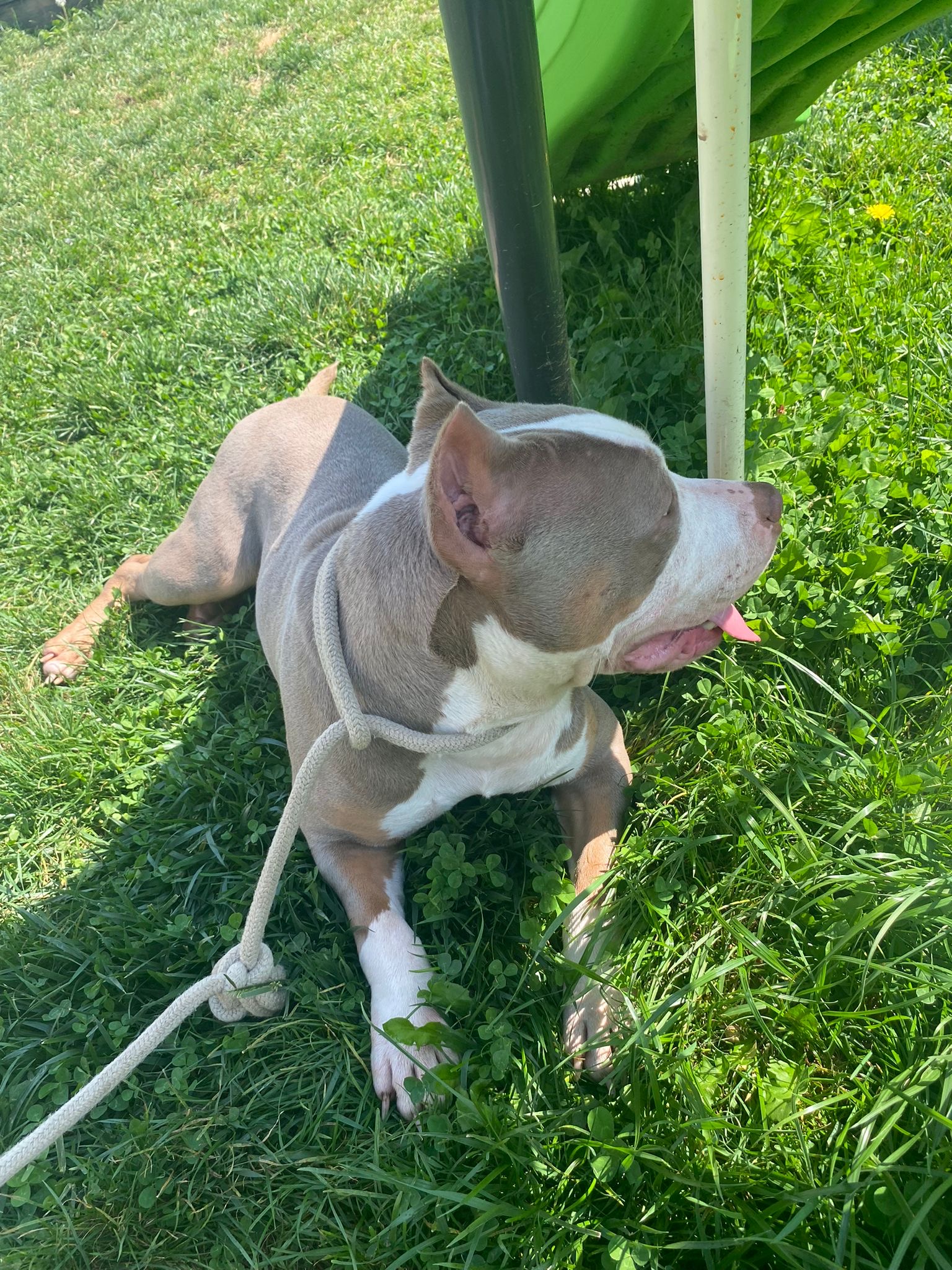 Puppies for sale