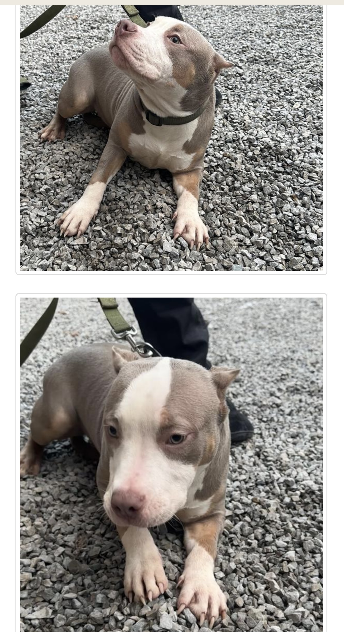 Puppies for sale