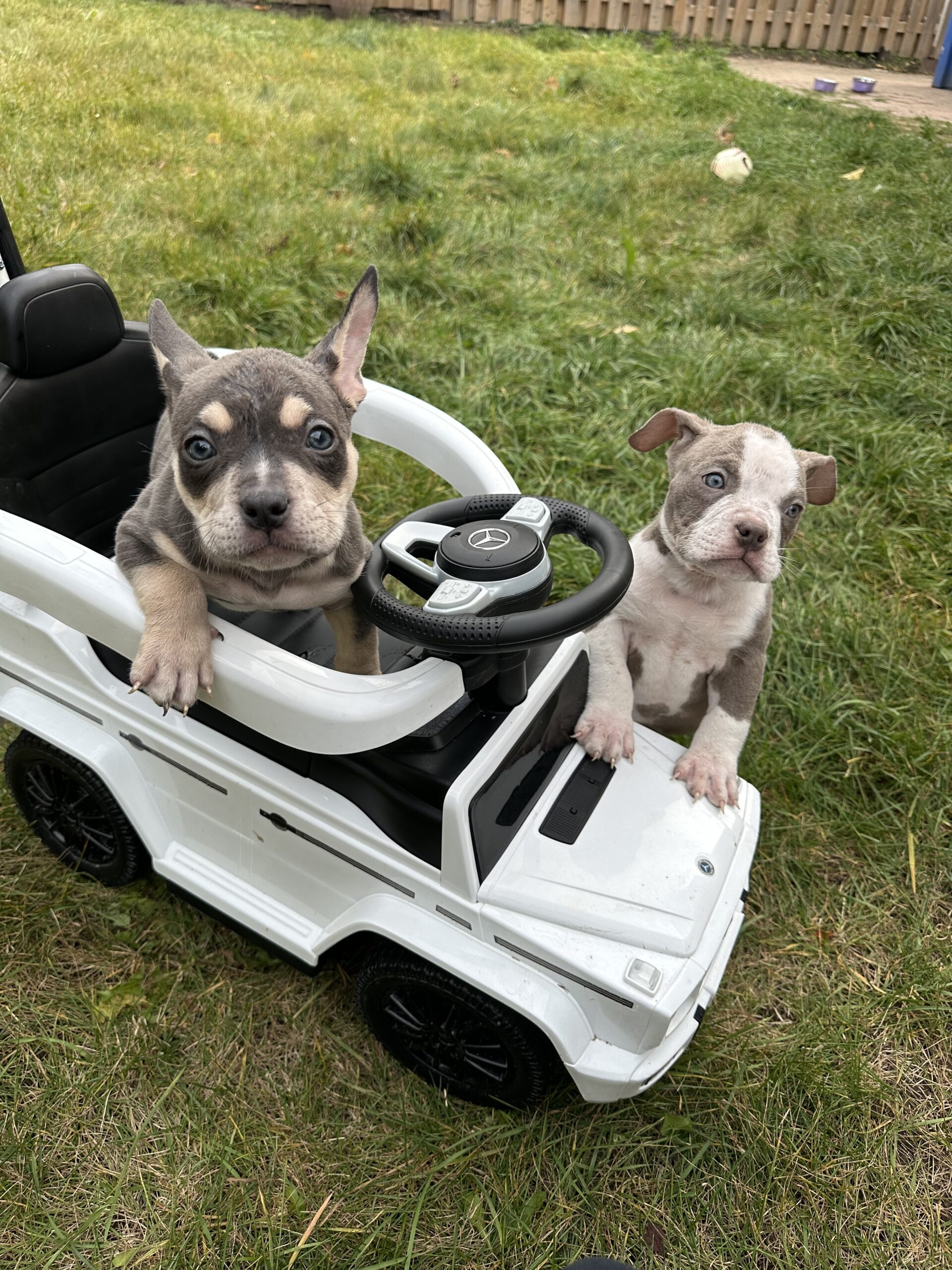 Puppies for sale