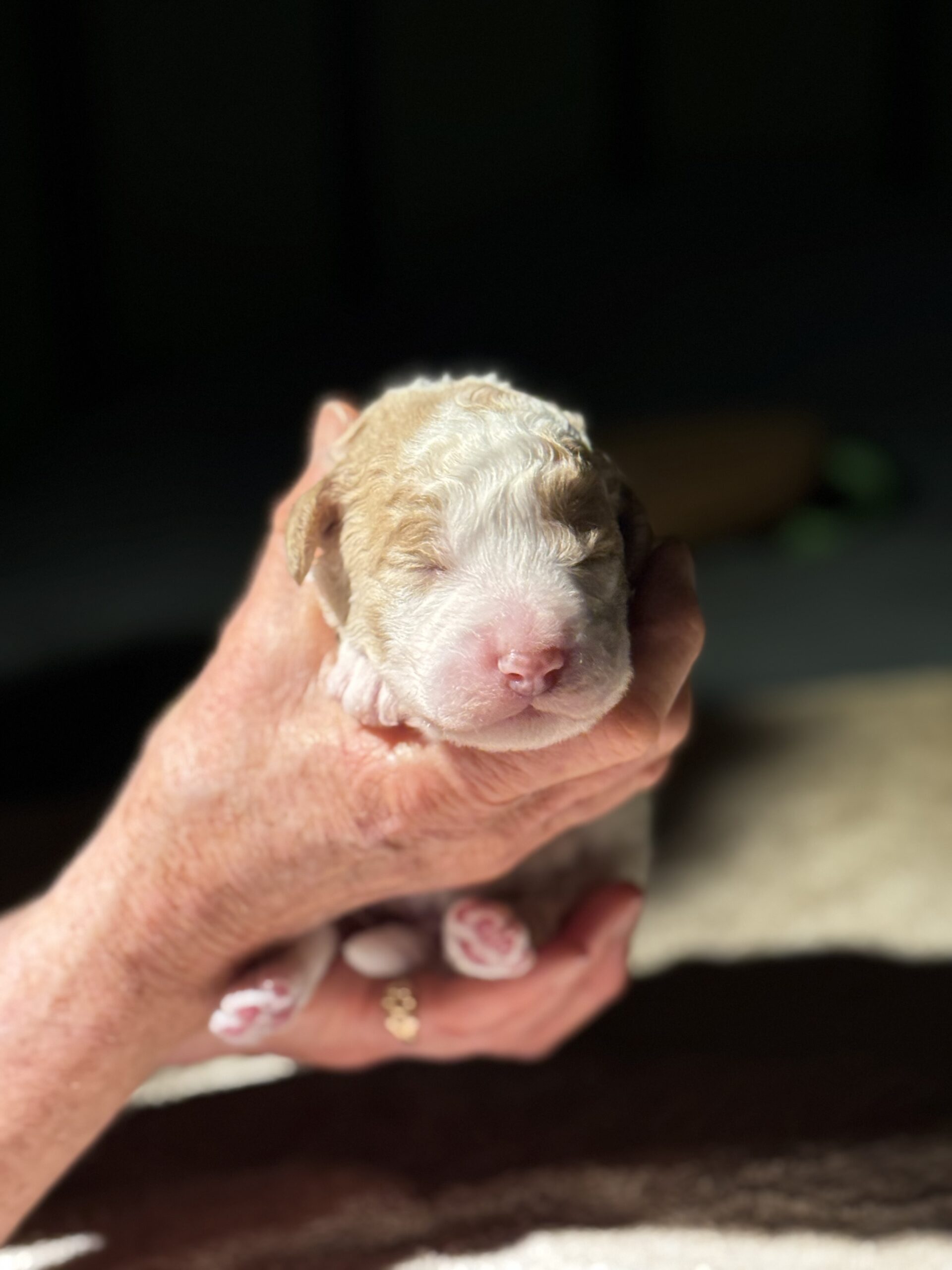 Puppies for sale