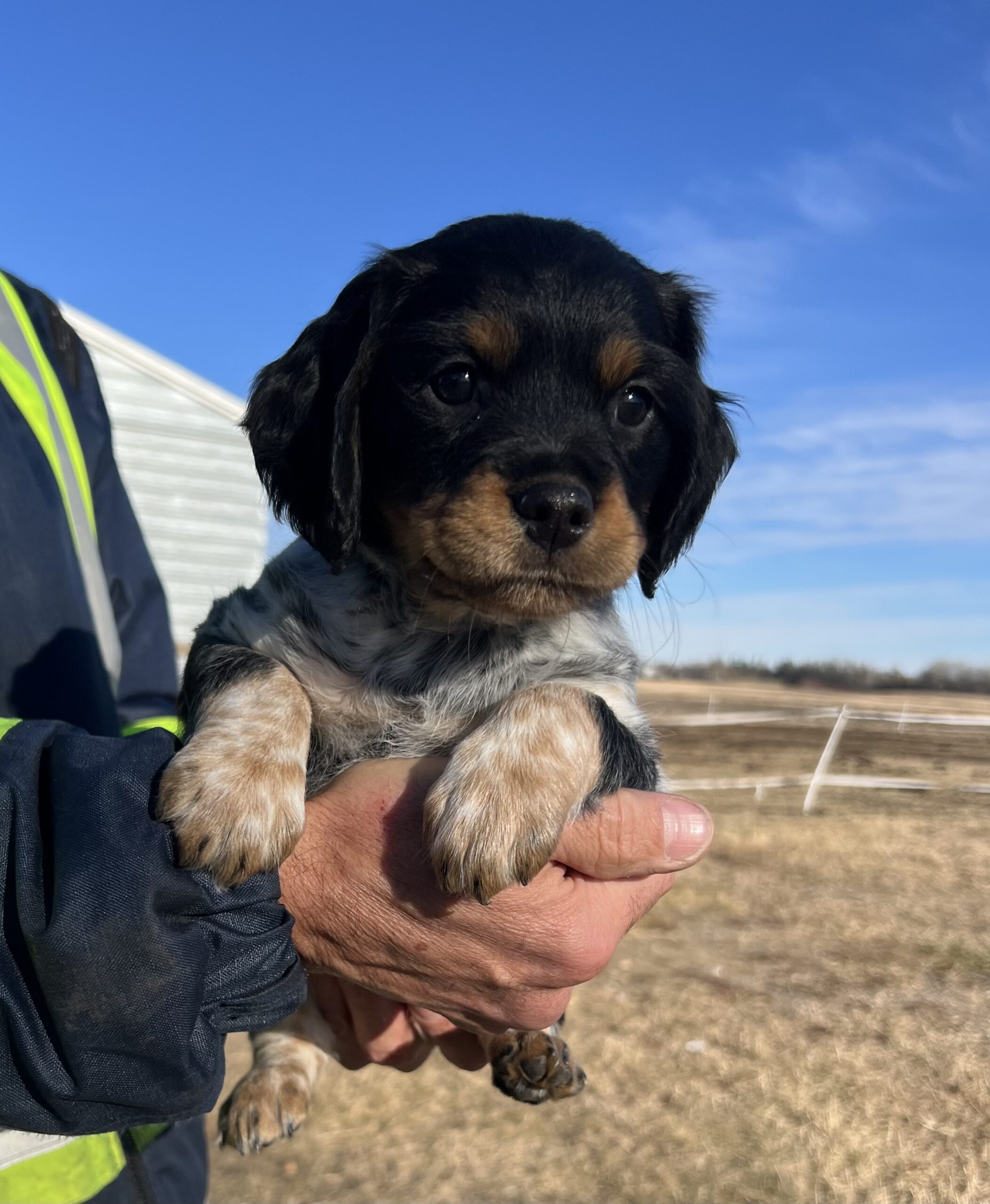 Tricolour Female French Brittany Spaniel Puppy