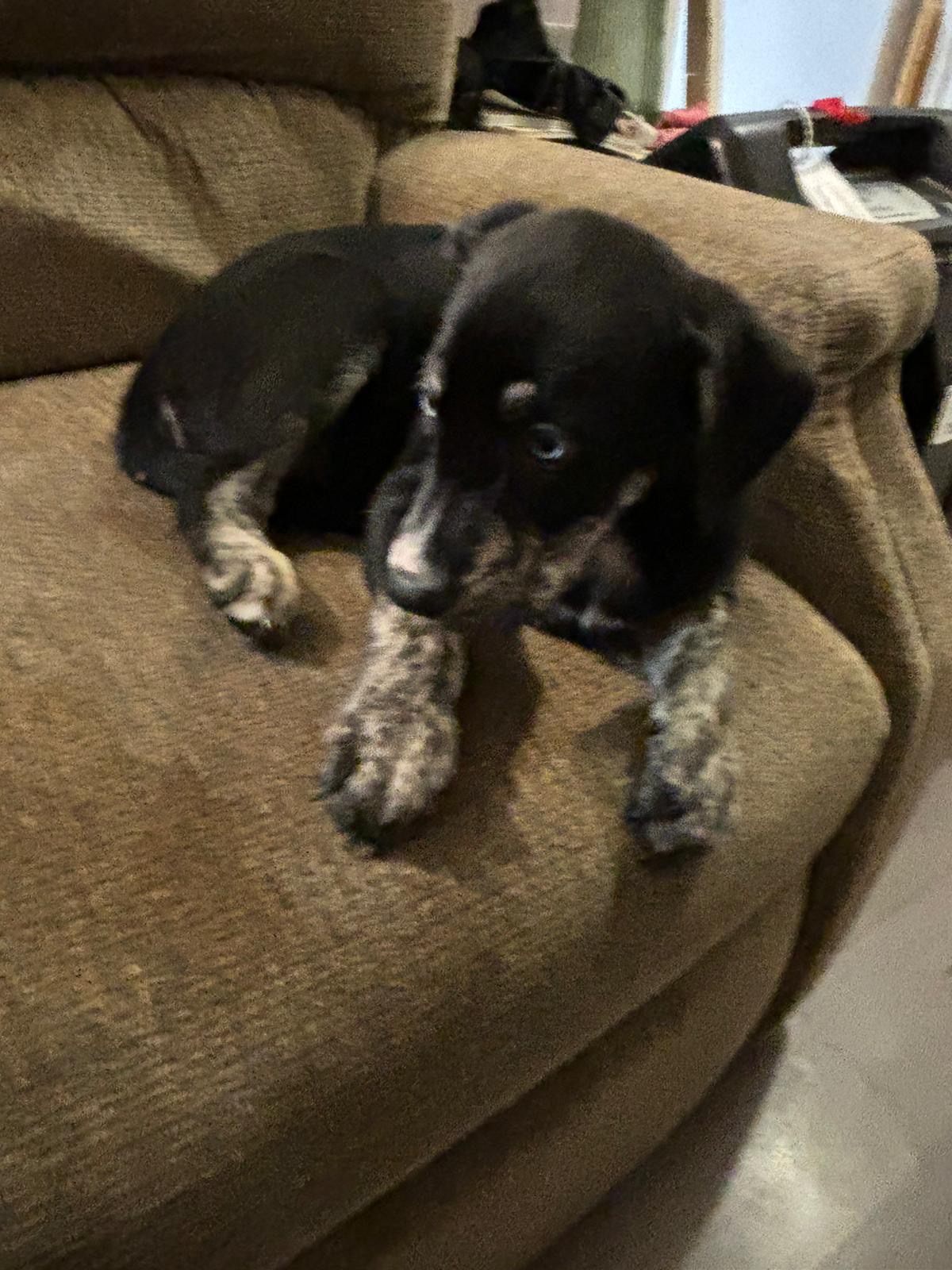 Puppies for sale