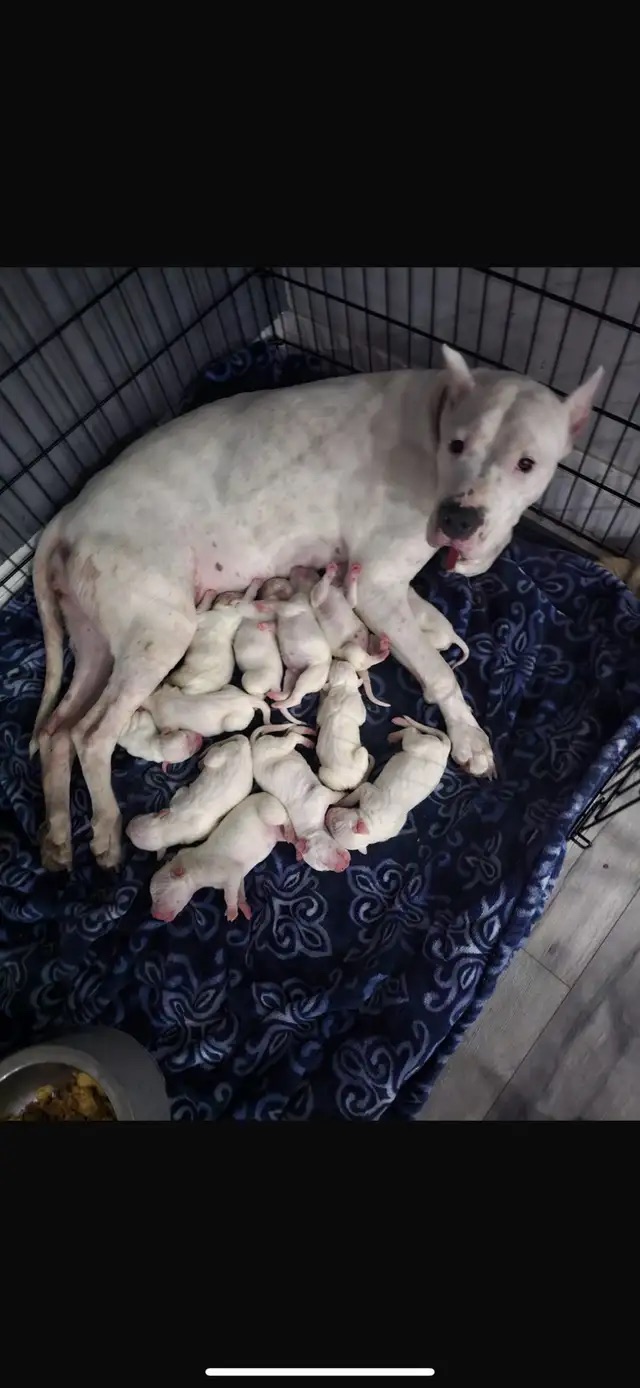 Dogo Argentino Puppies