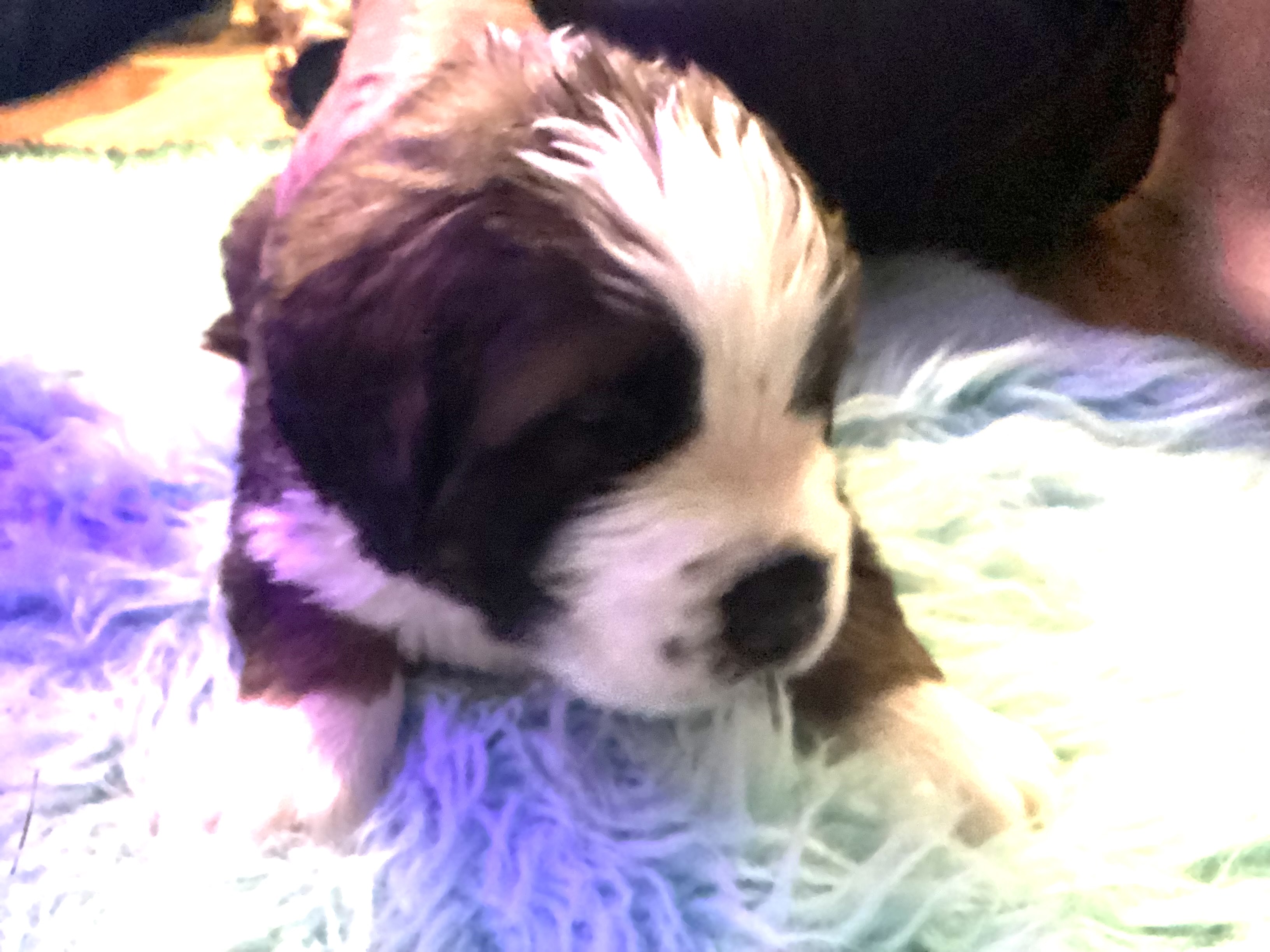 Puppy