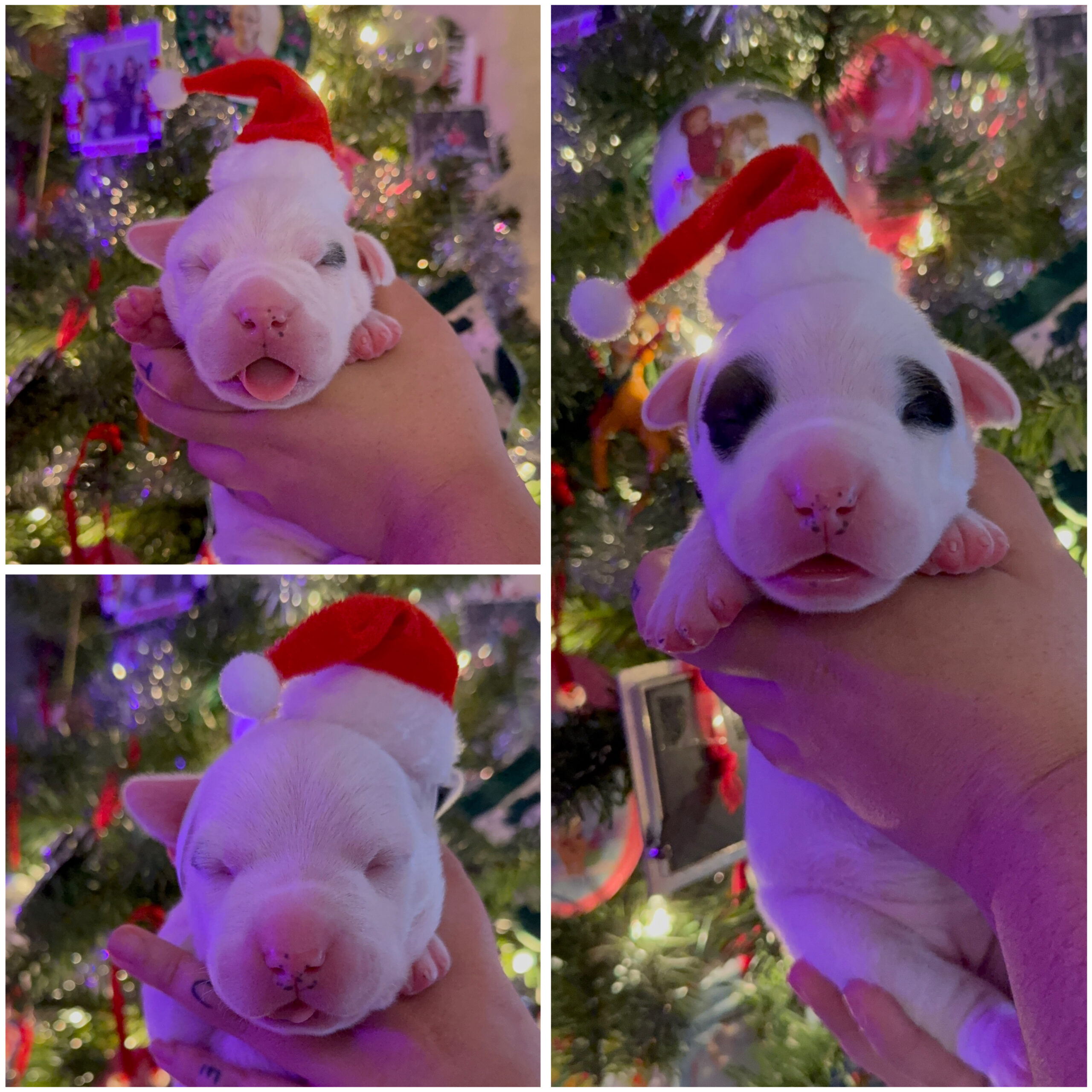 Puppies for sale