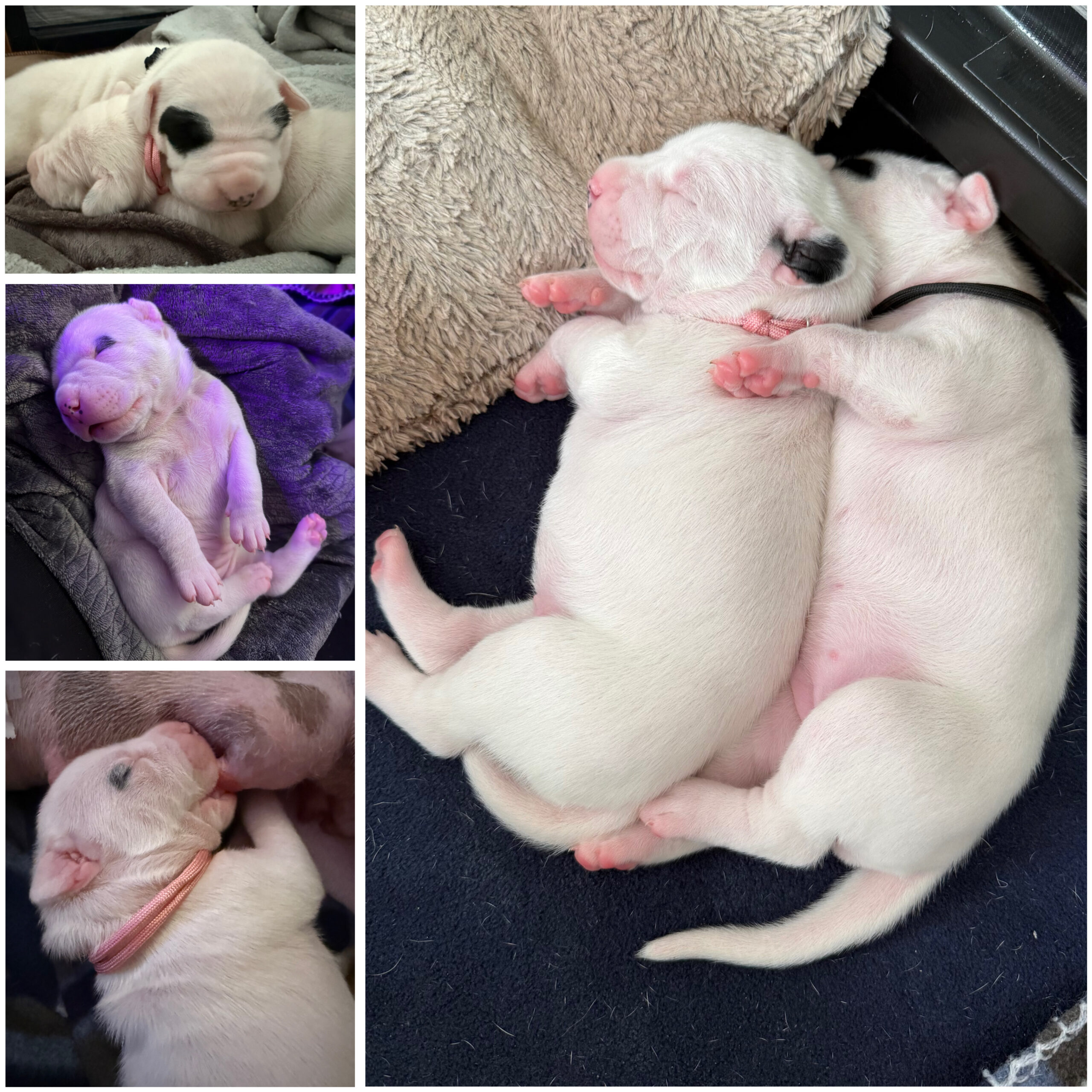 Puppies for sale