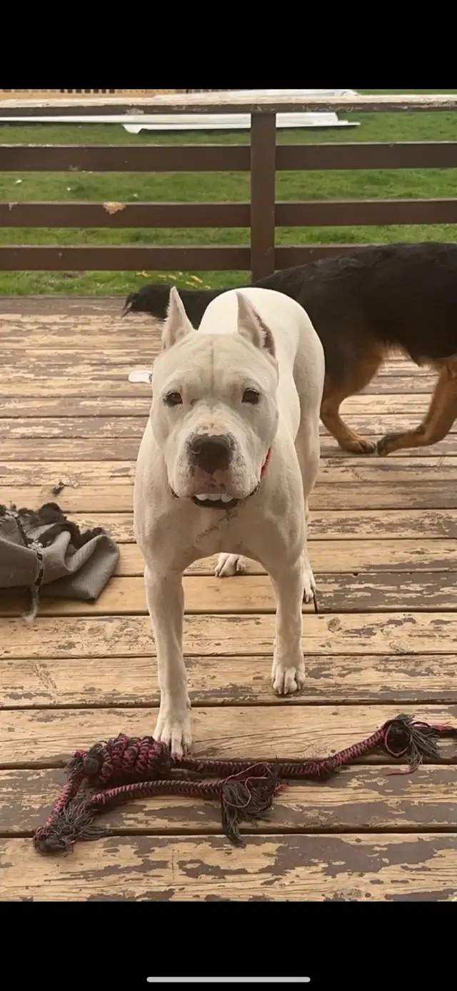 Dogo Argentino Puppies