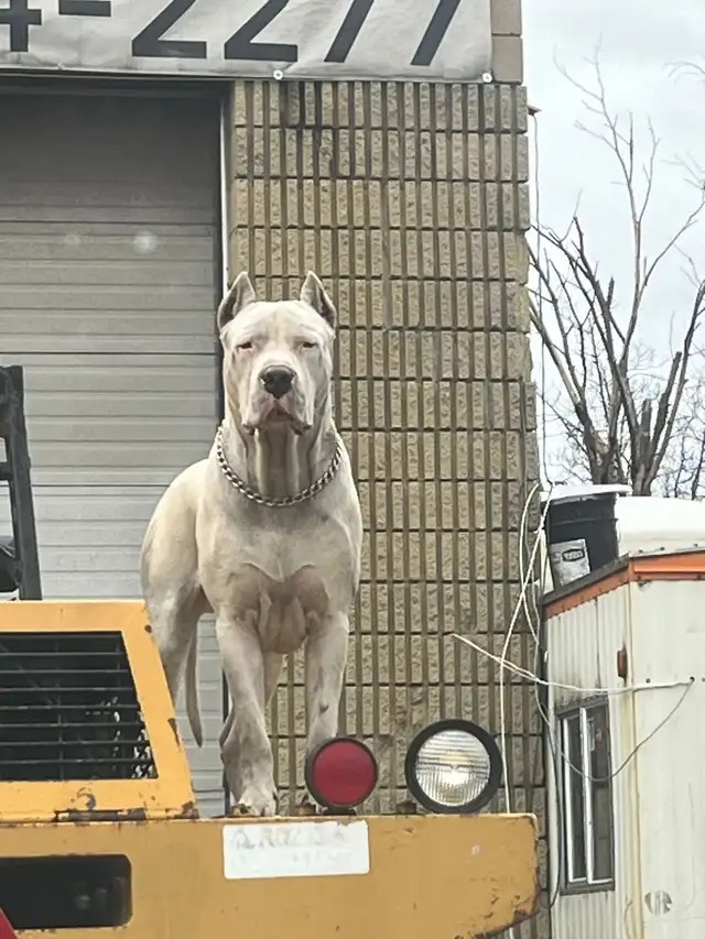 Dogo Argentino Puppies