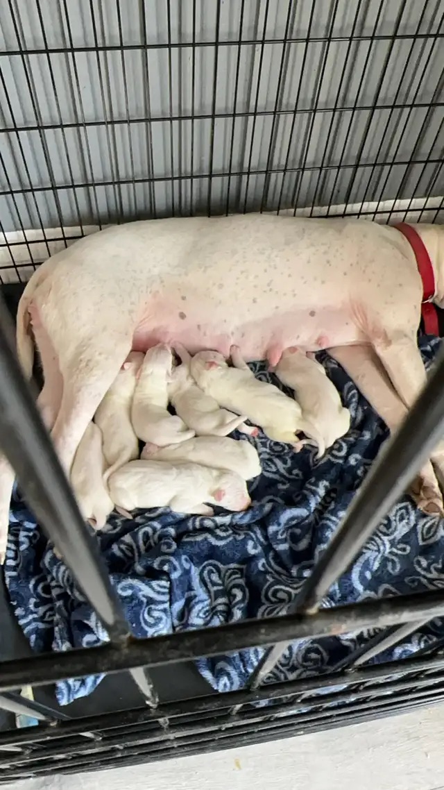 Dogo Argentino Puppies