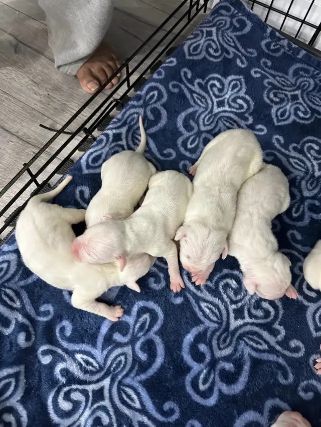 Dogo Argentino Puppies