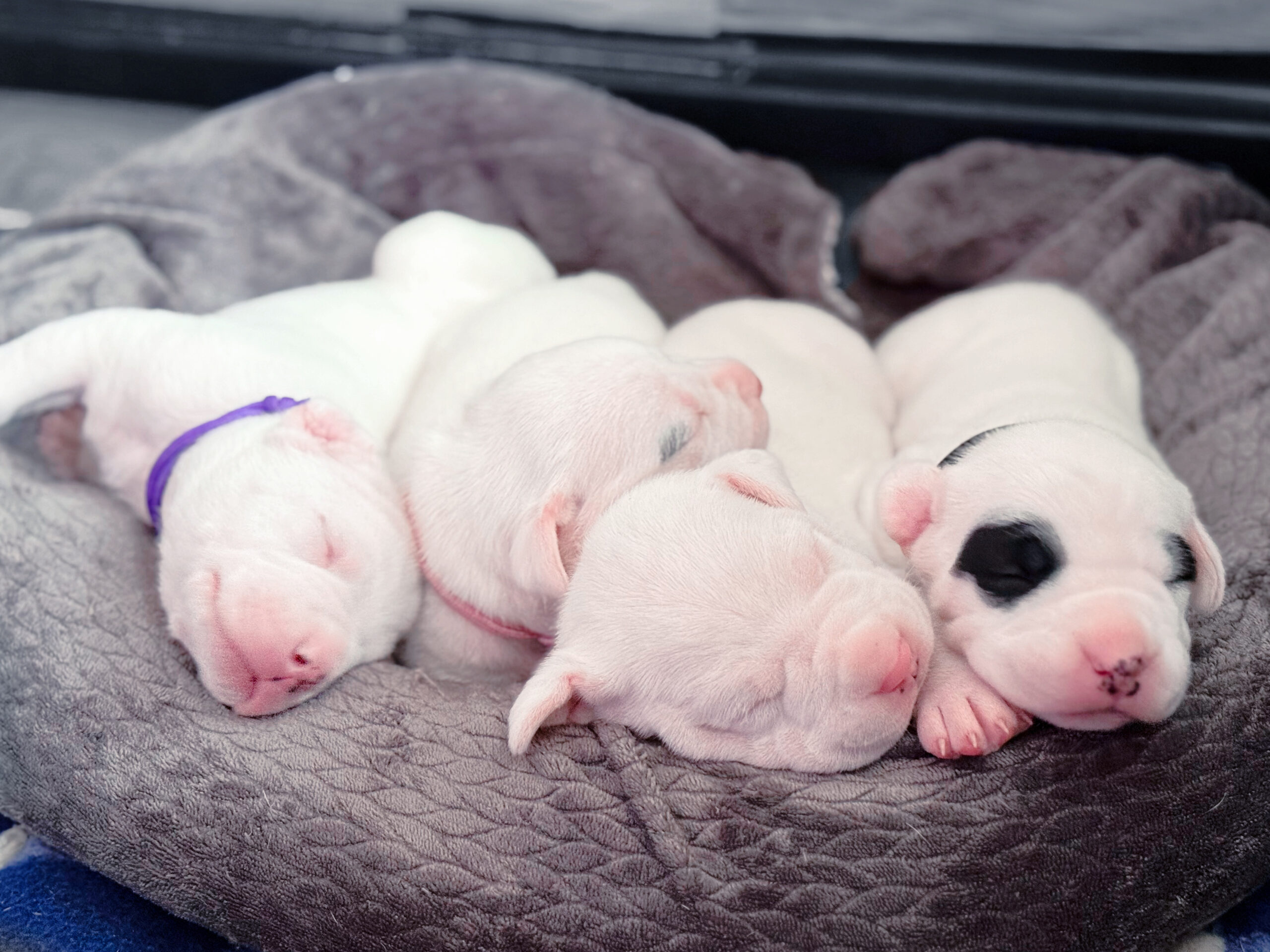 Puppies for sale