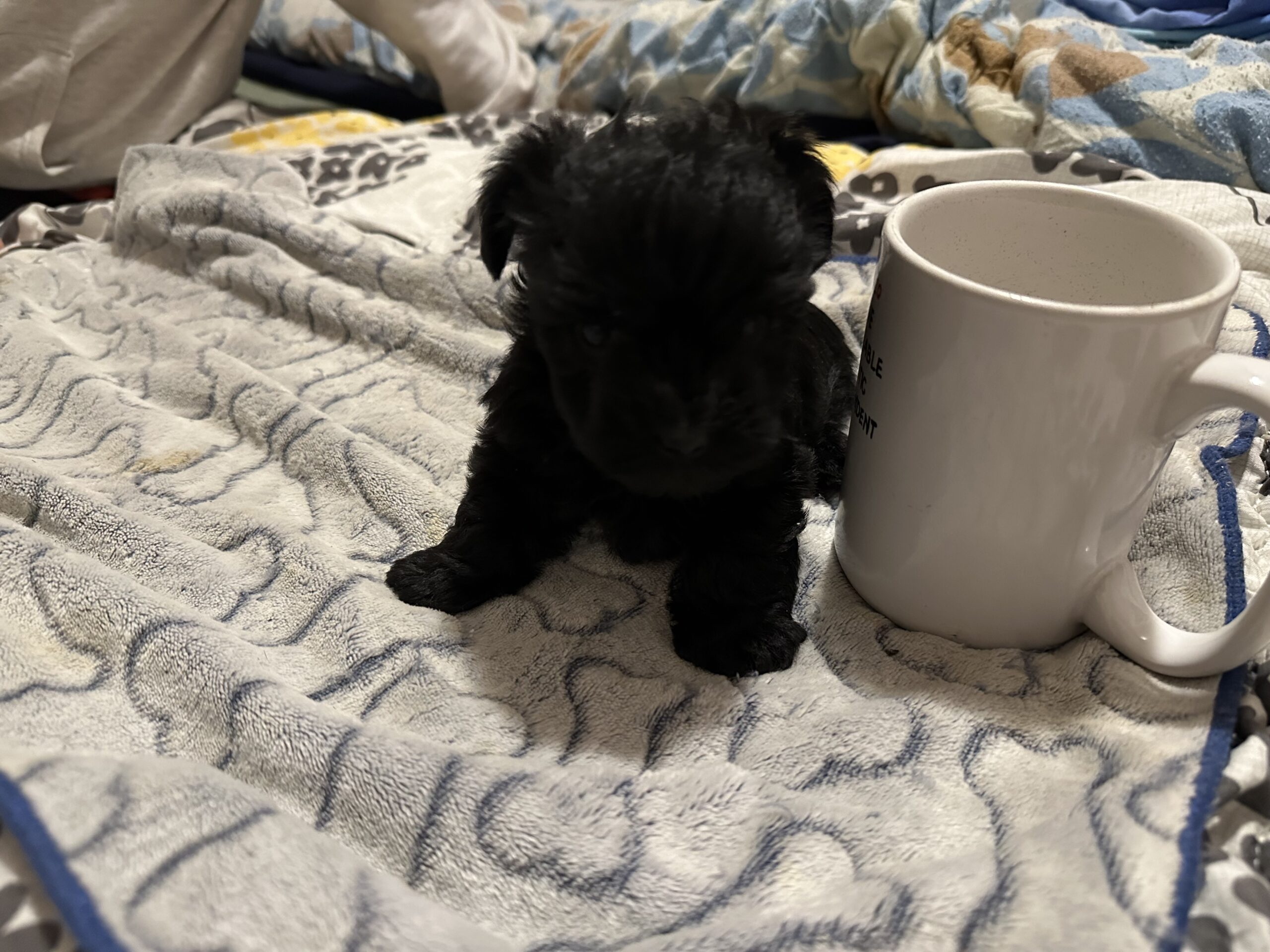 Puppies for sale