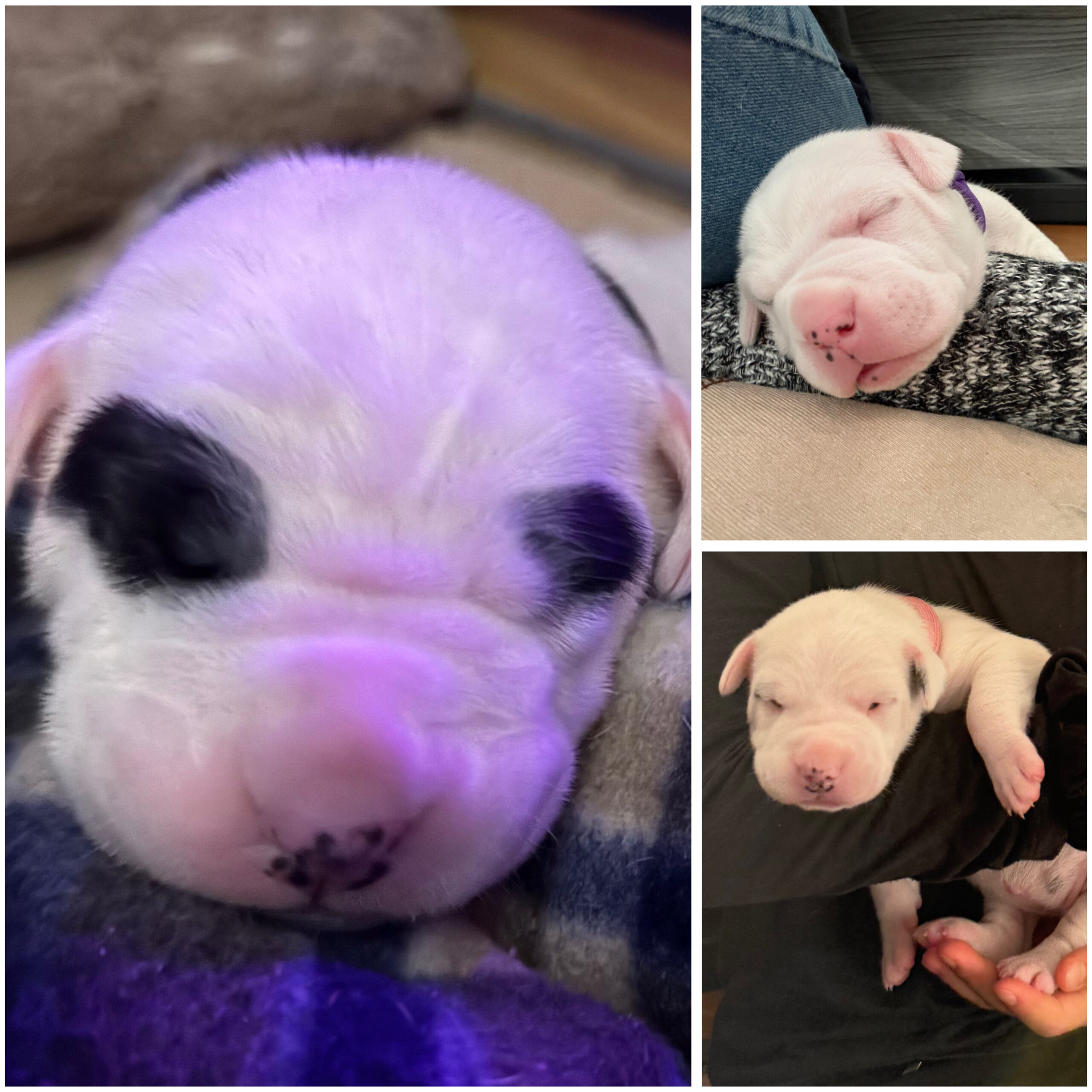 Puppies for sale