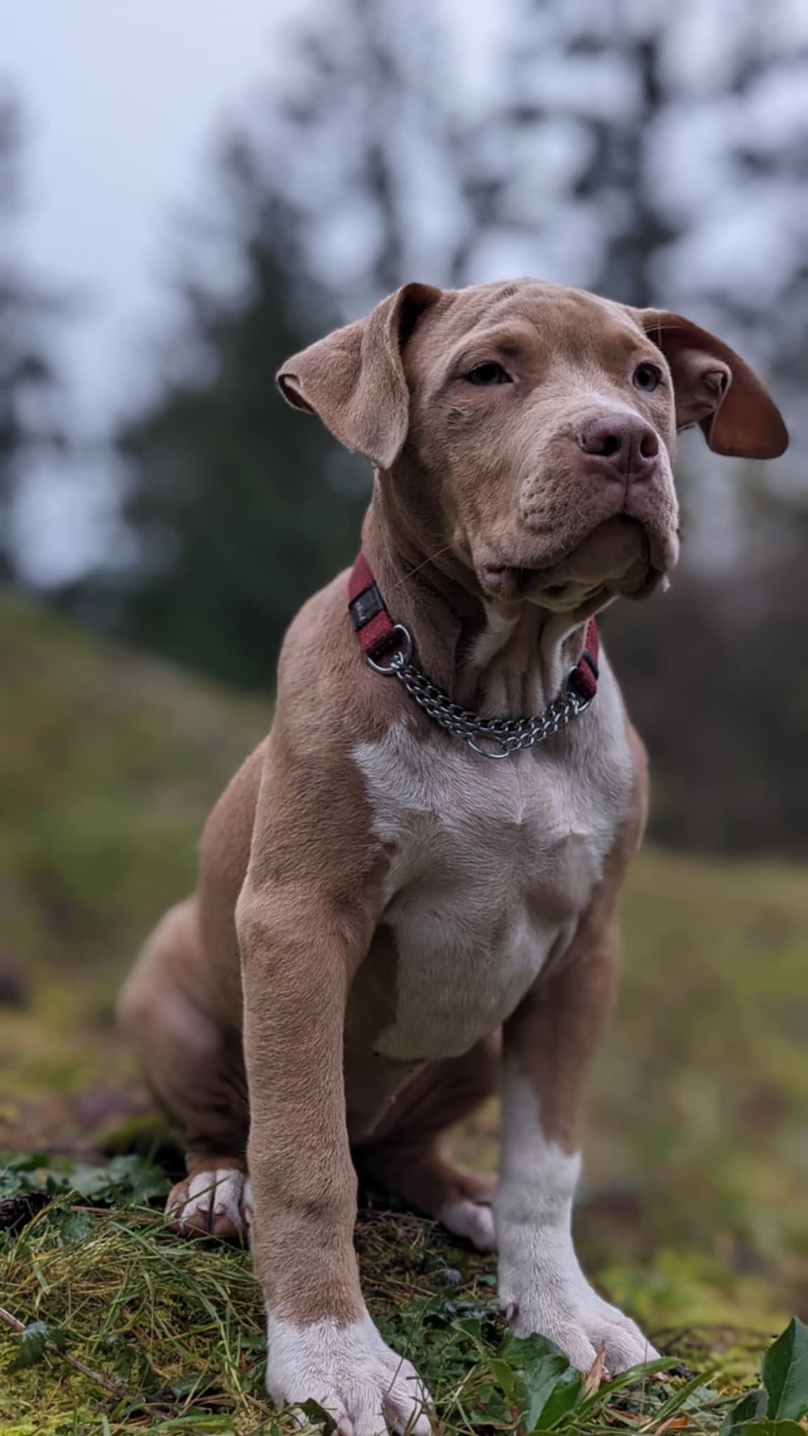 Puppies for sale