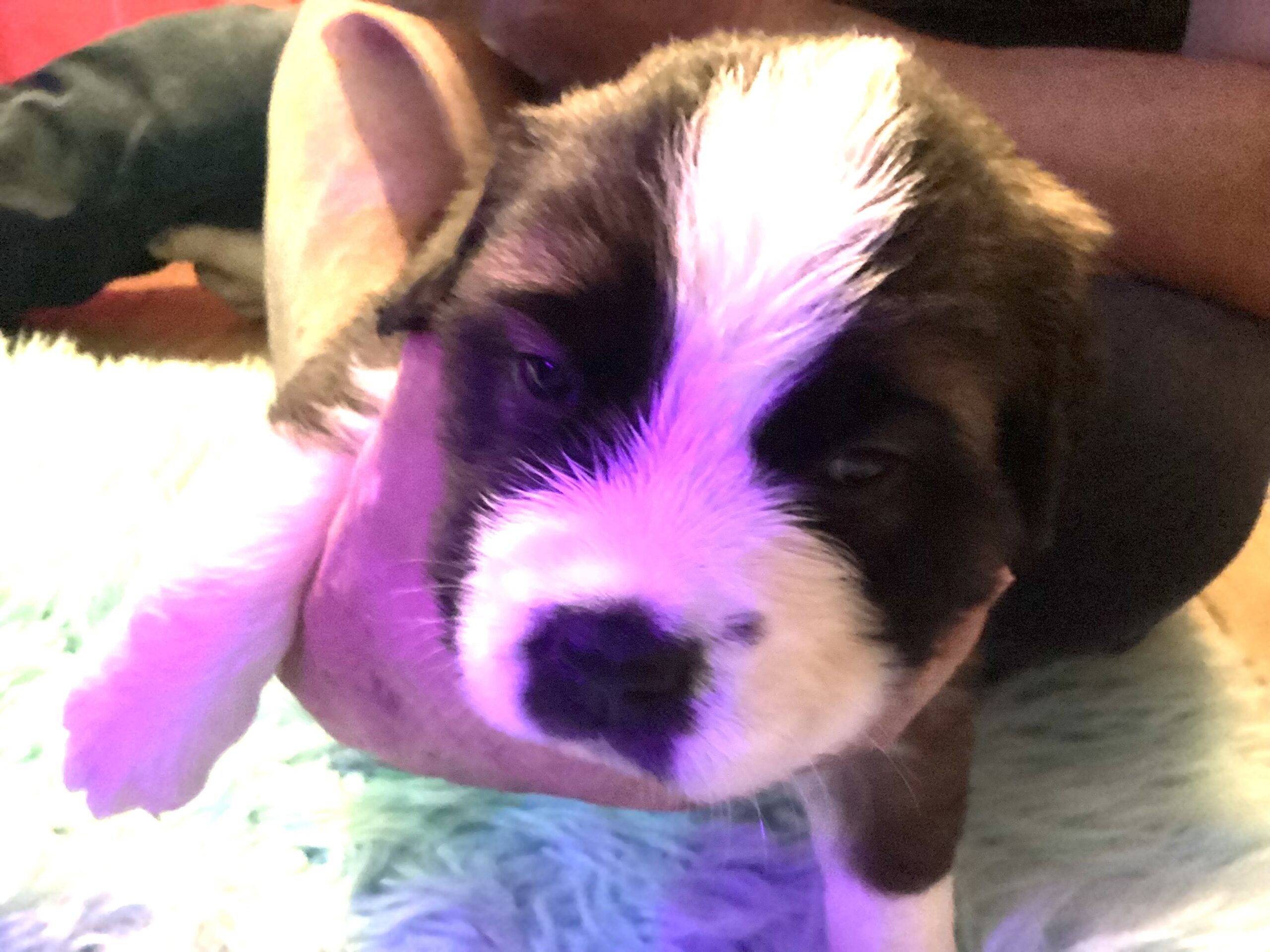 Puppies for sale