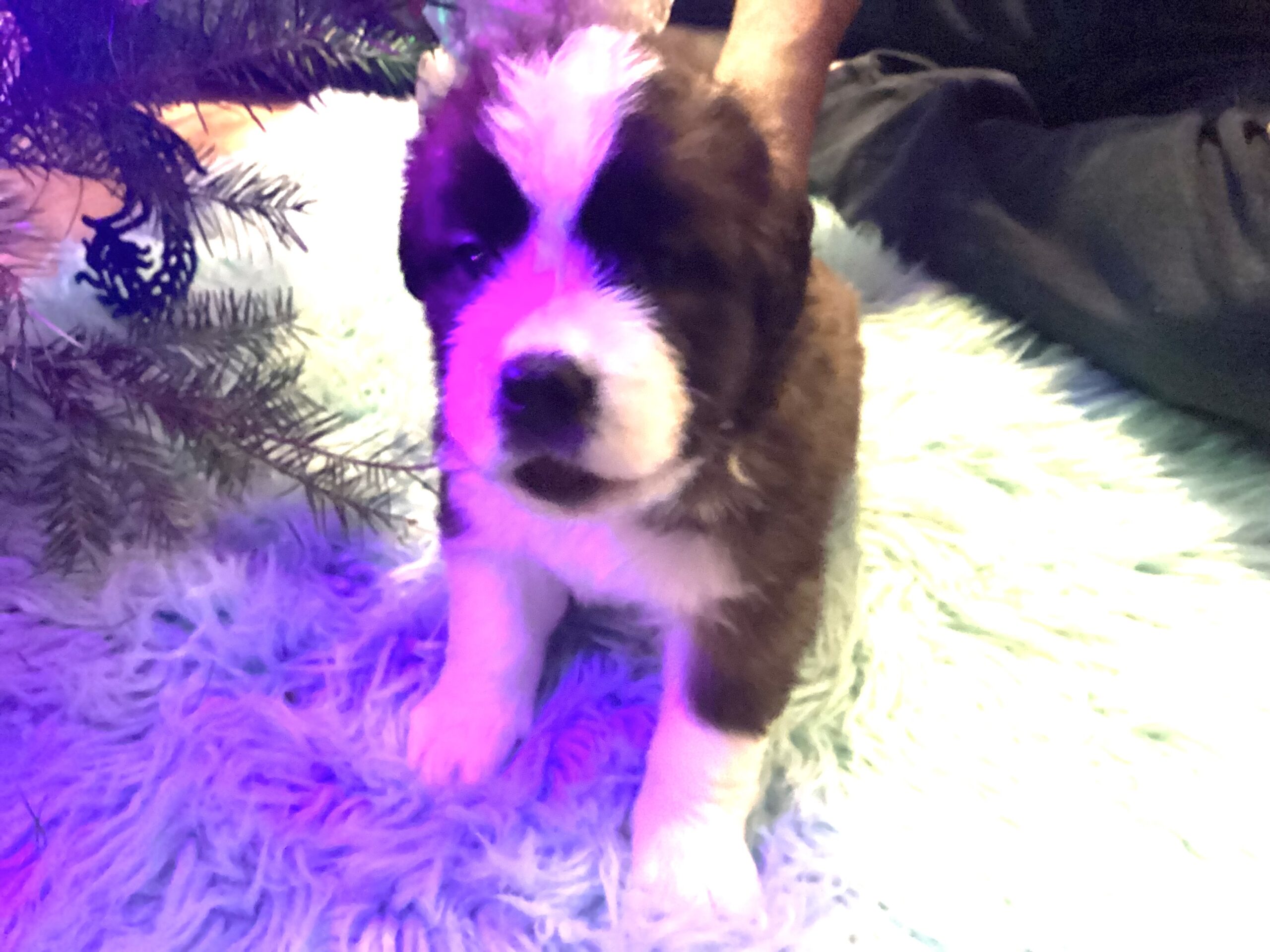 Puppies for sale