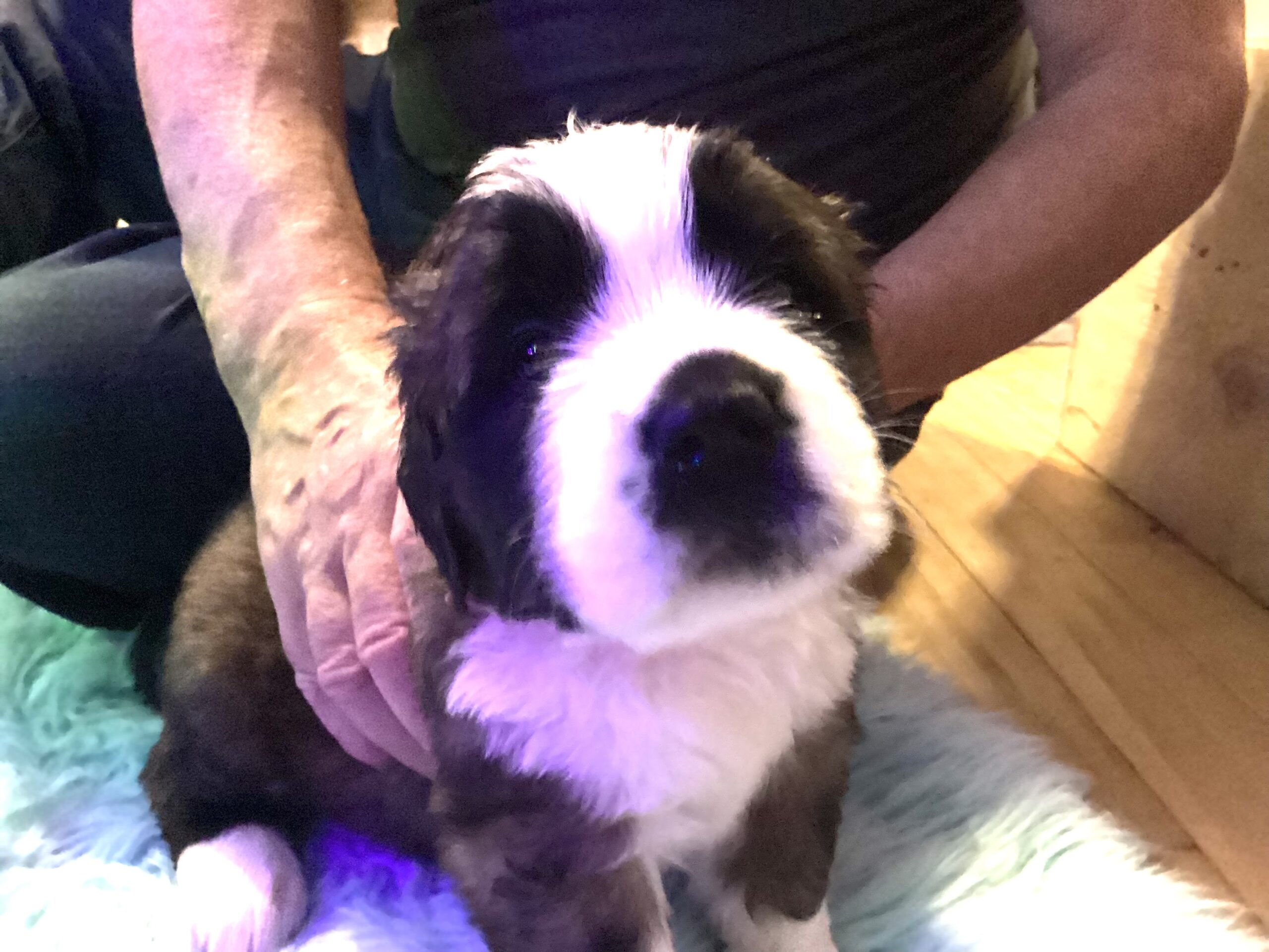 Puppies for sale