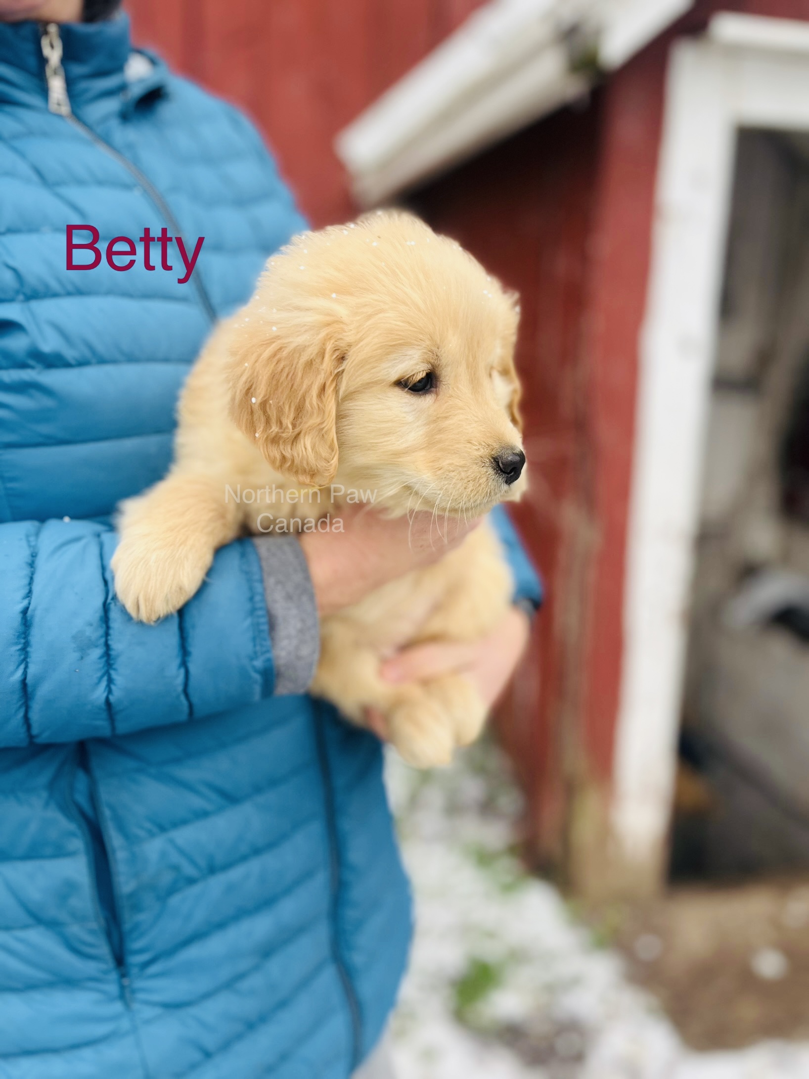 Puppies for sale