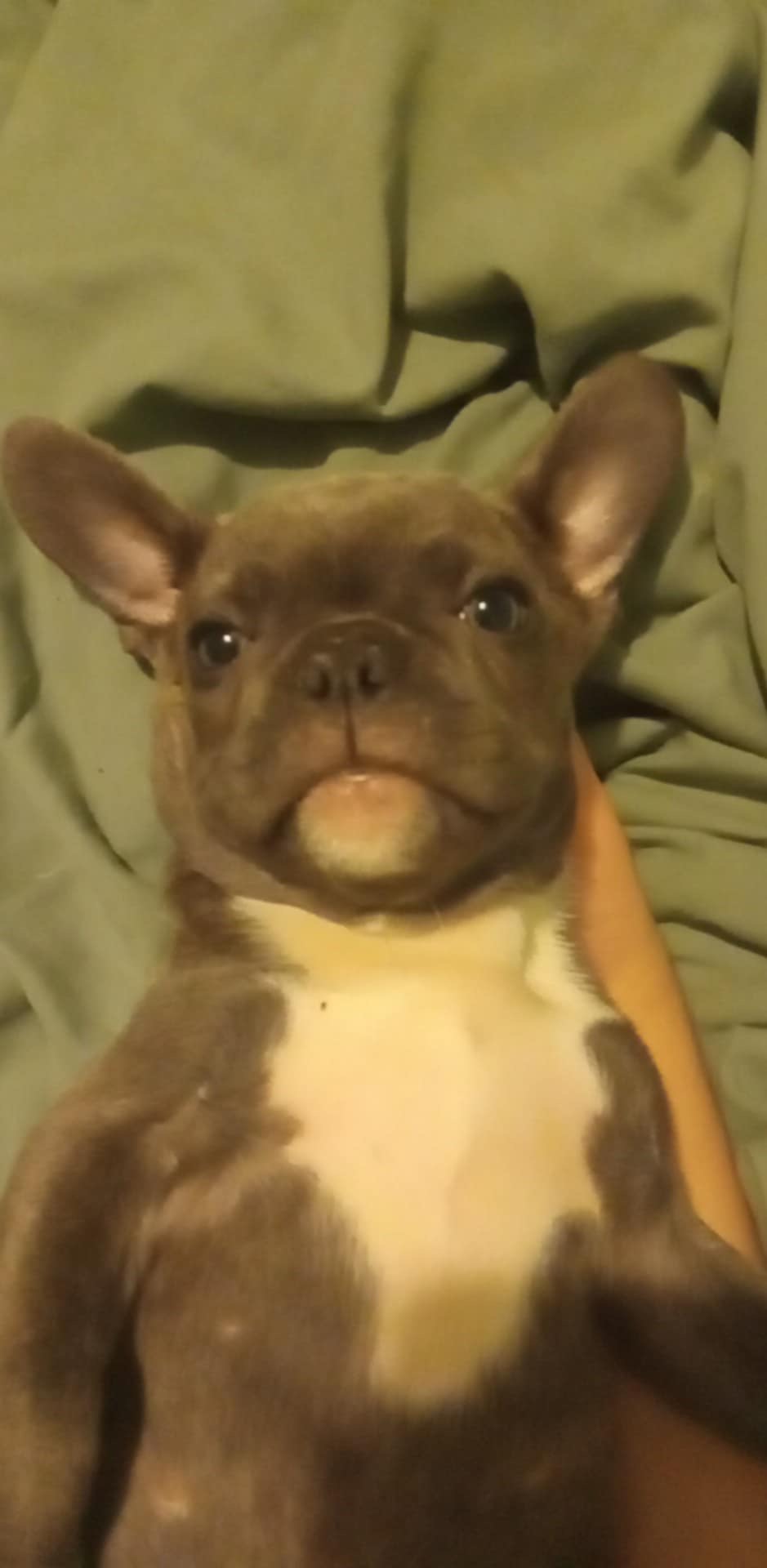 Puppies for sale
