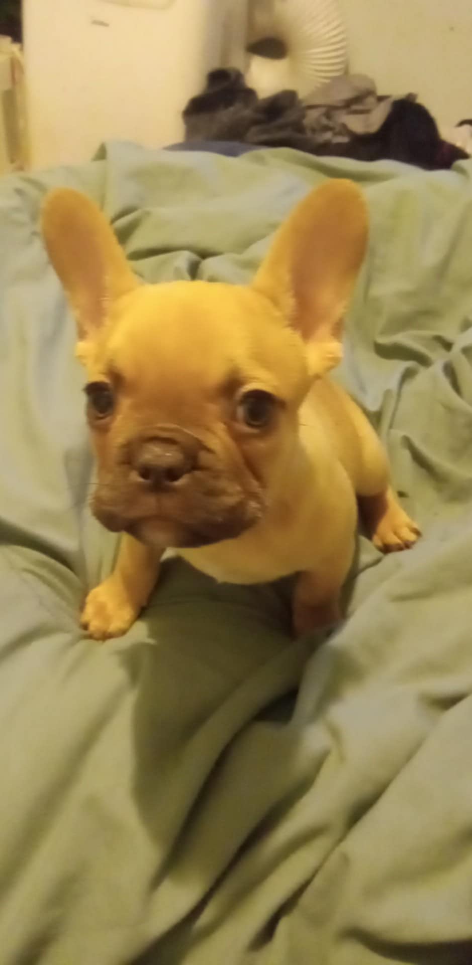 Puppies for sale