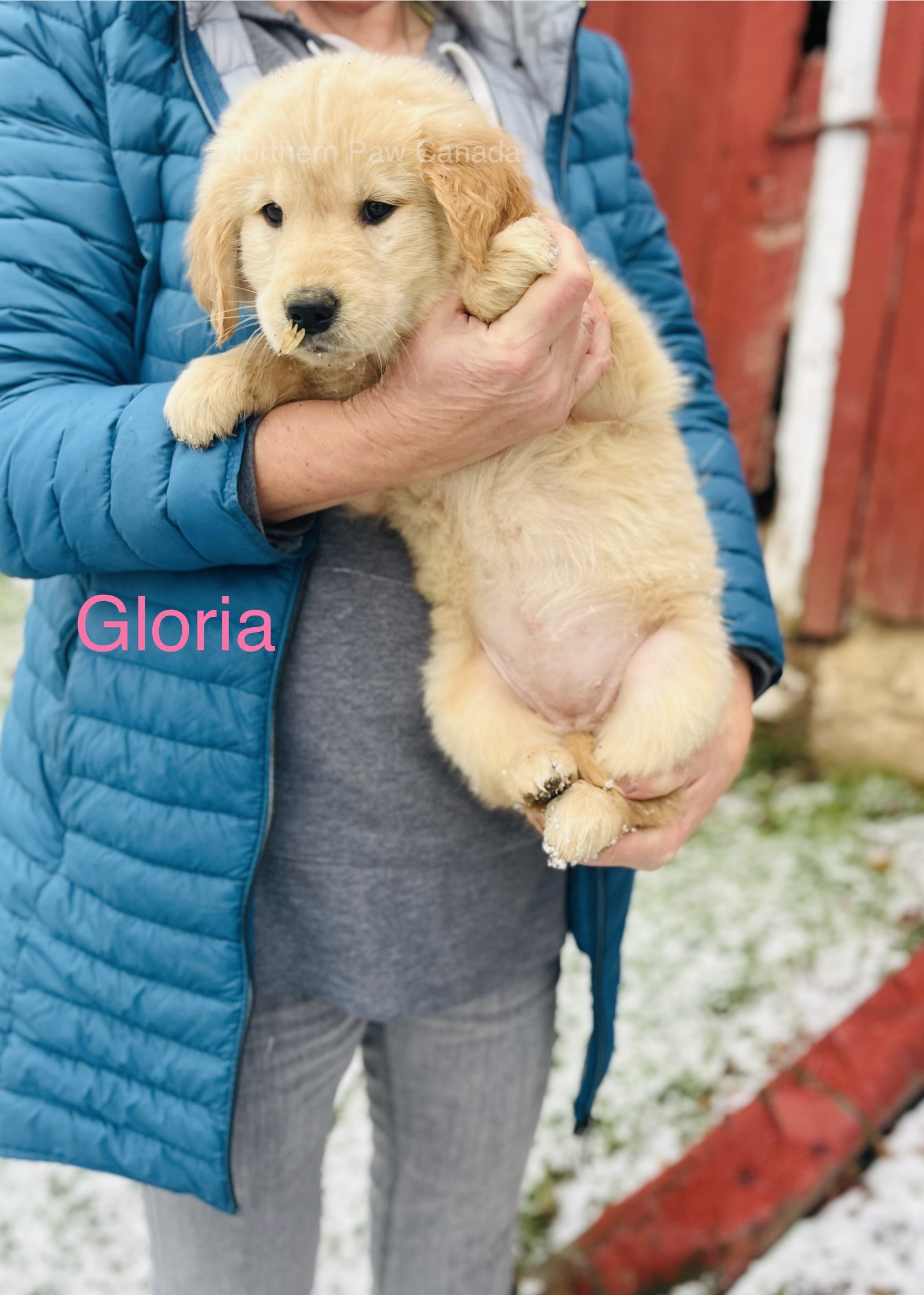 Puppies for sale