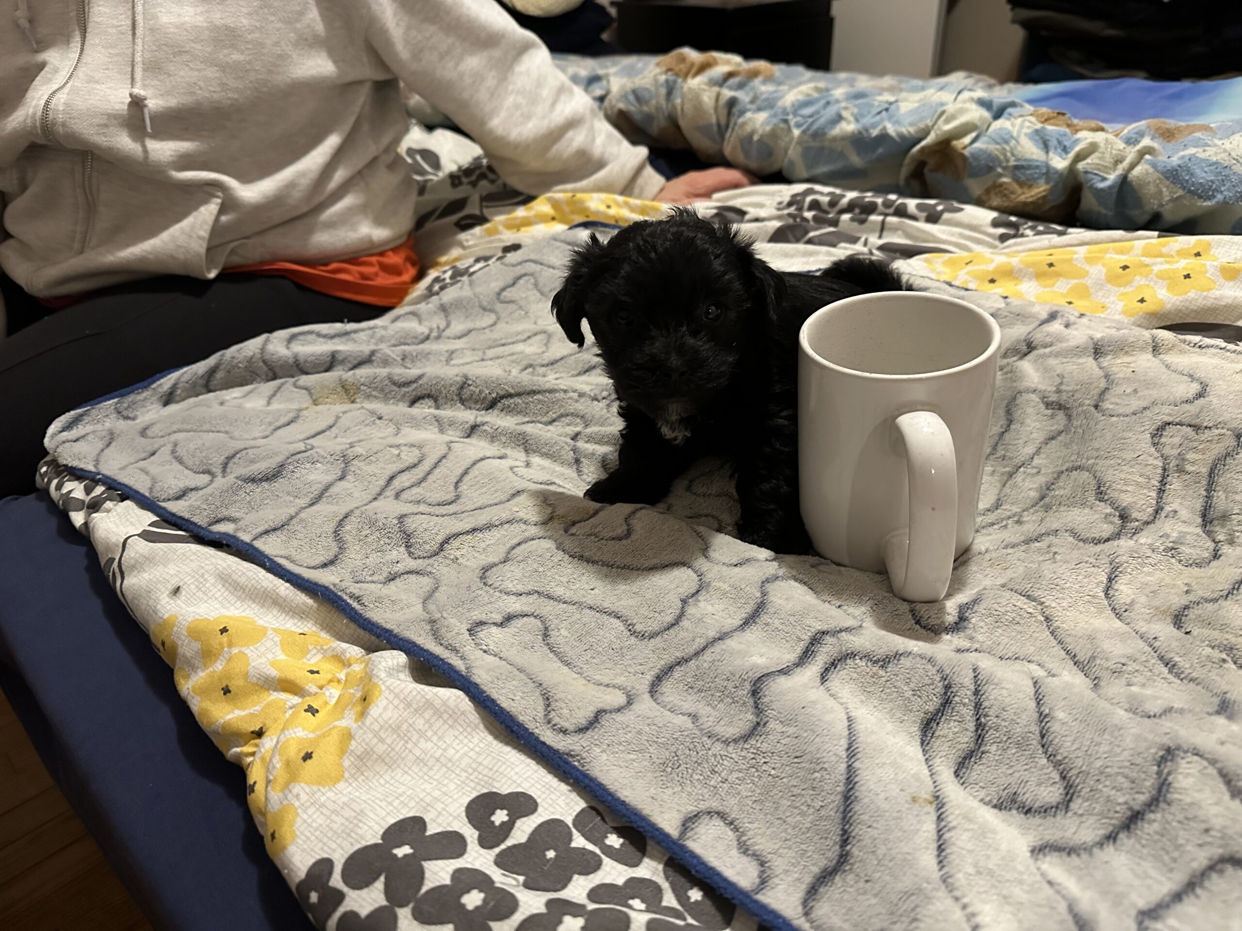 Puppies for sale