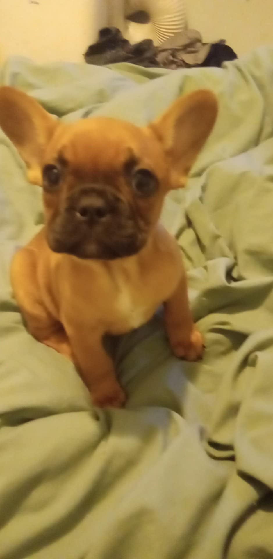 Puppies for sale