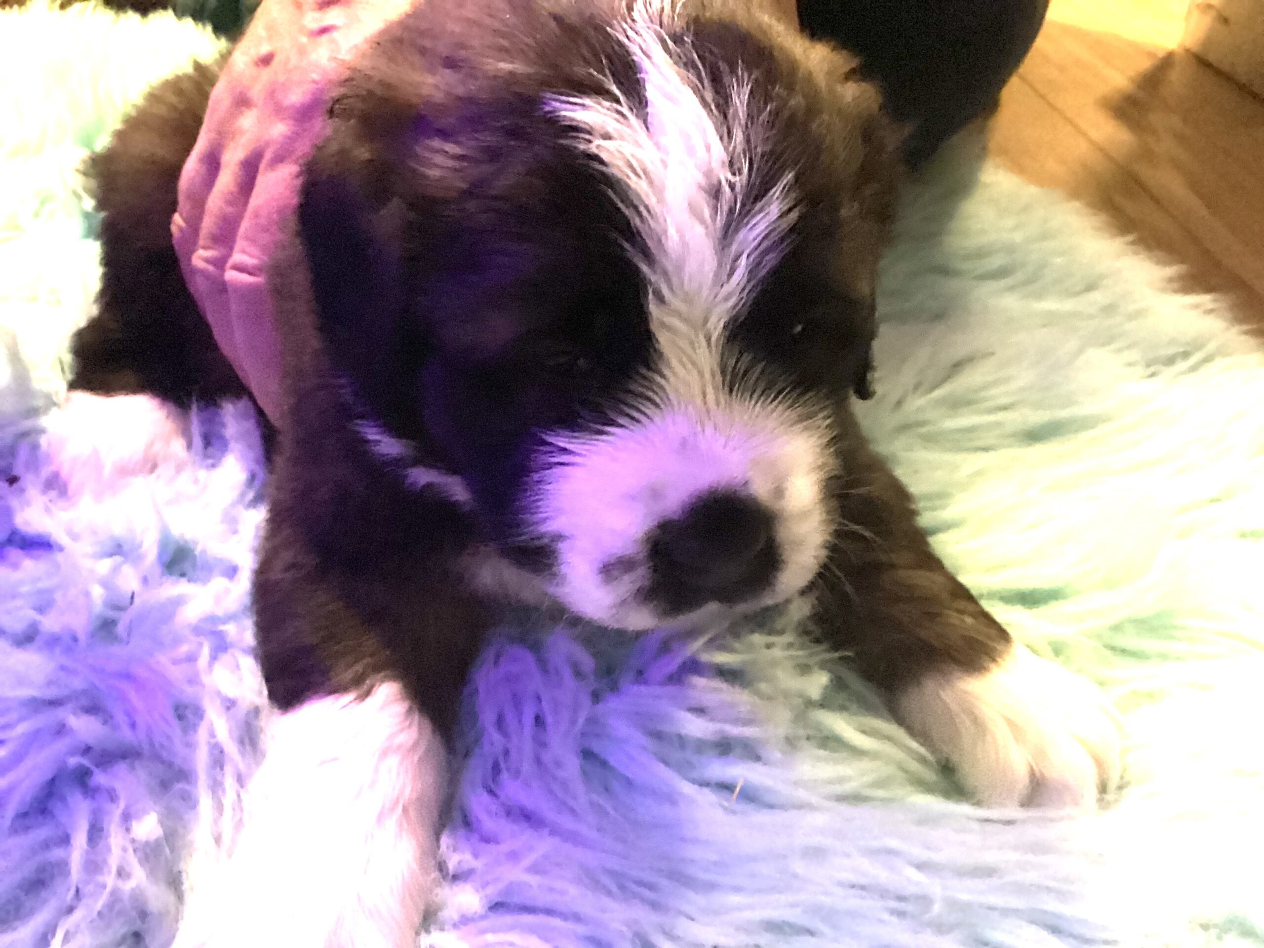 Puppies for sale